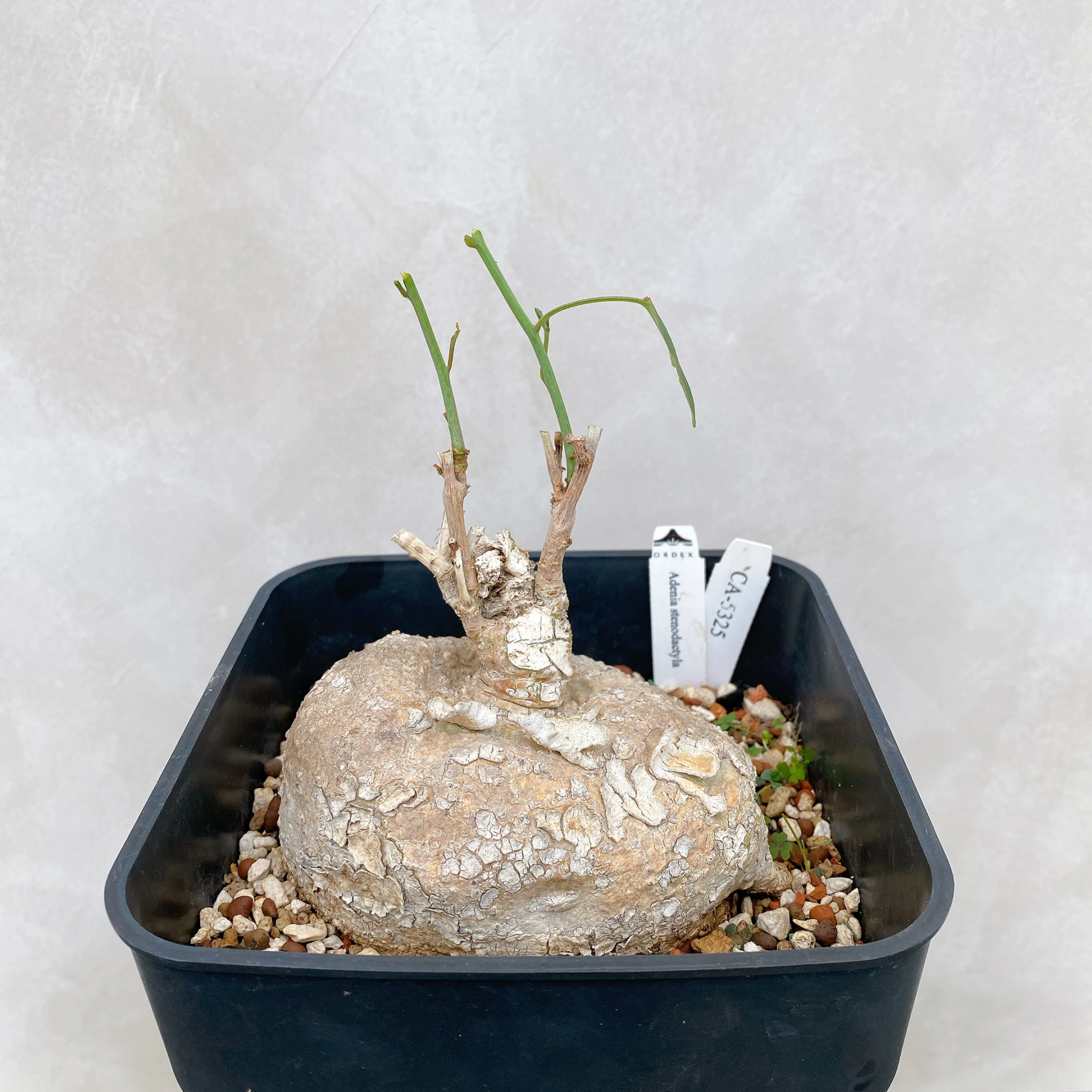 Adenia stenodactyla CA-5325