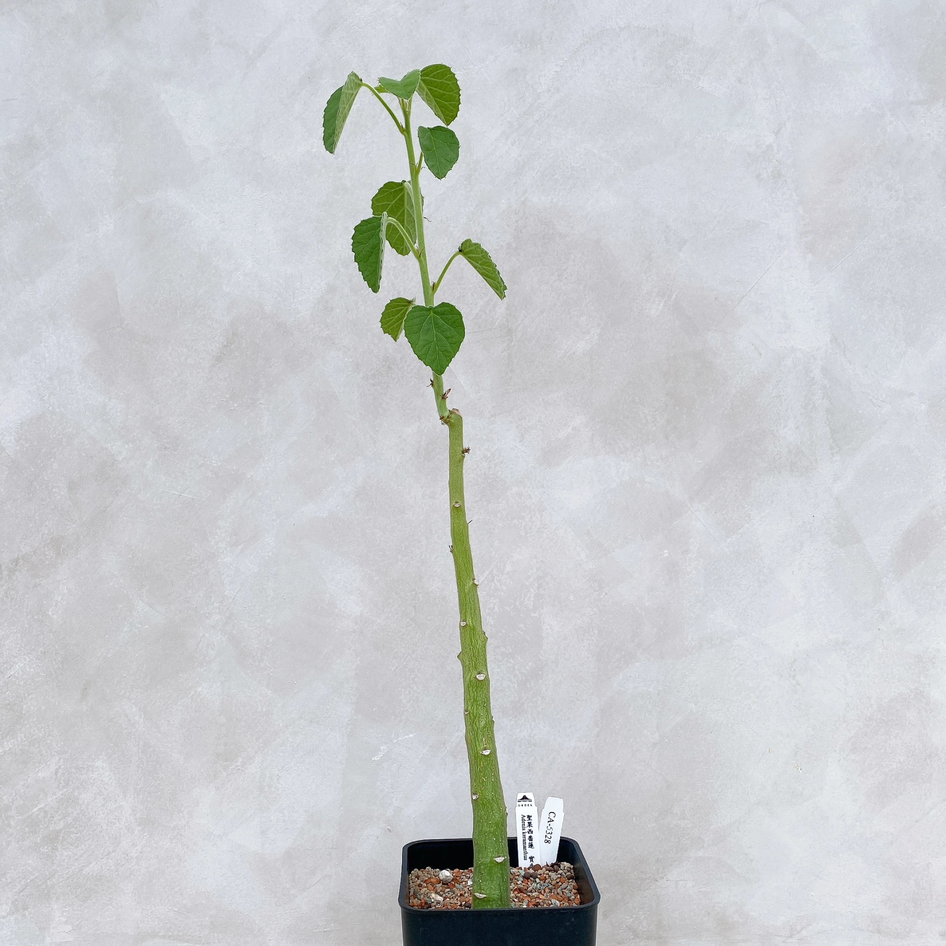 聖果西番蓮 Adenia keramanthus CA-5328