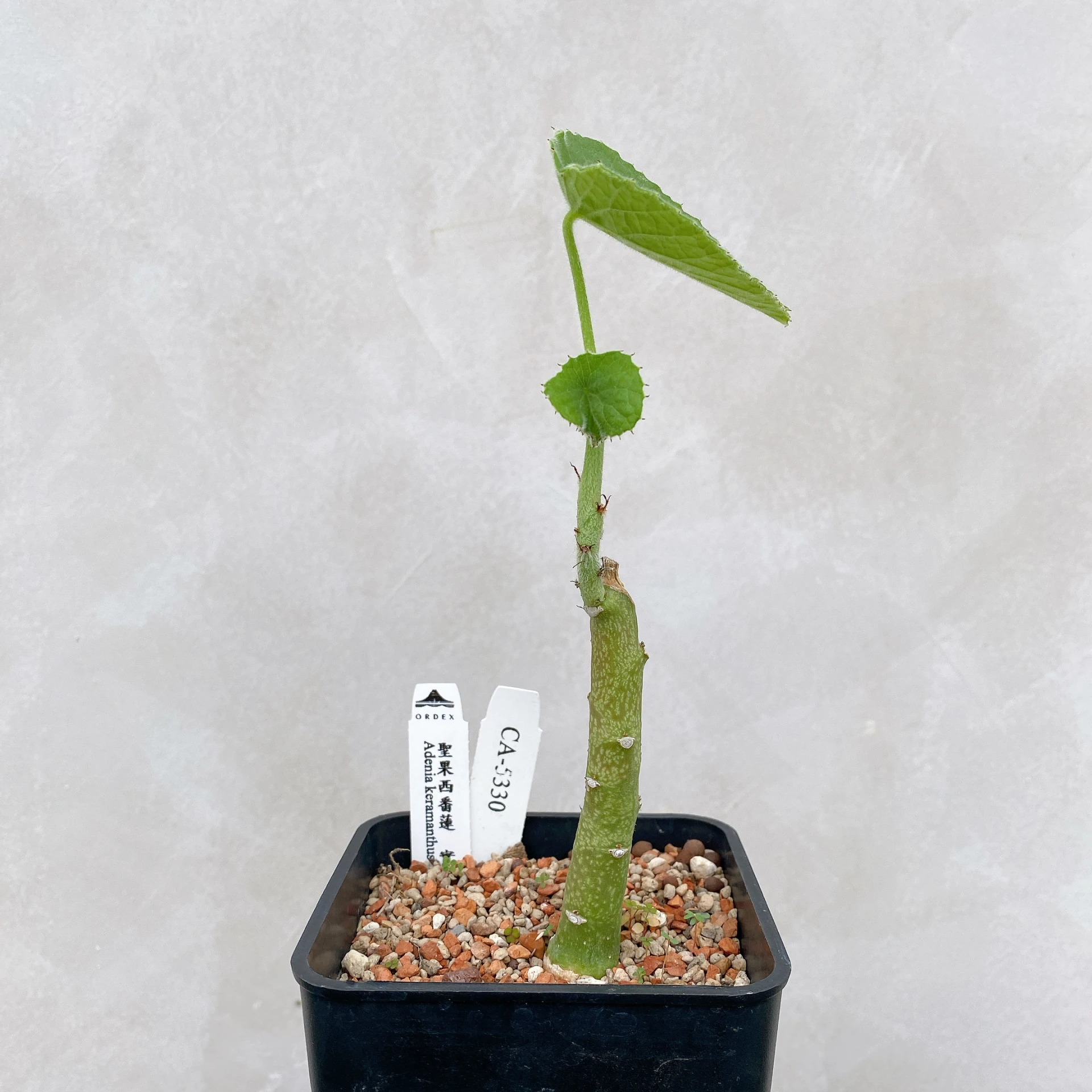 聖果西番蓮 Adenia keramanthus CA-5330