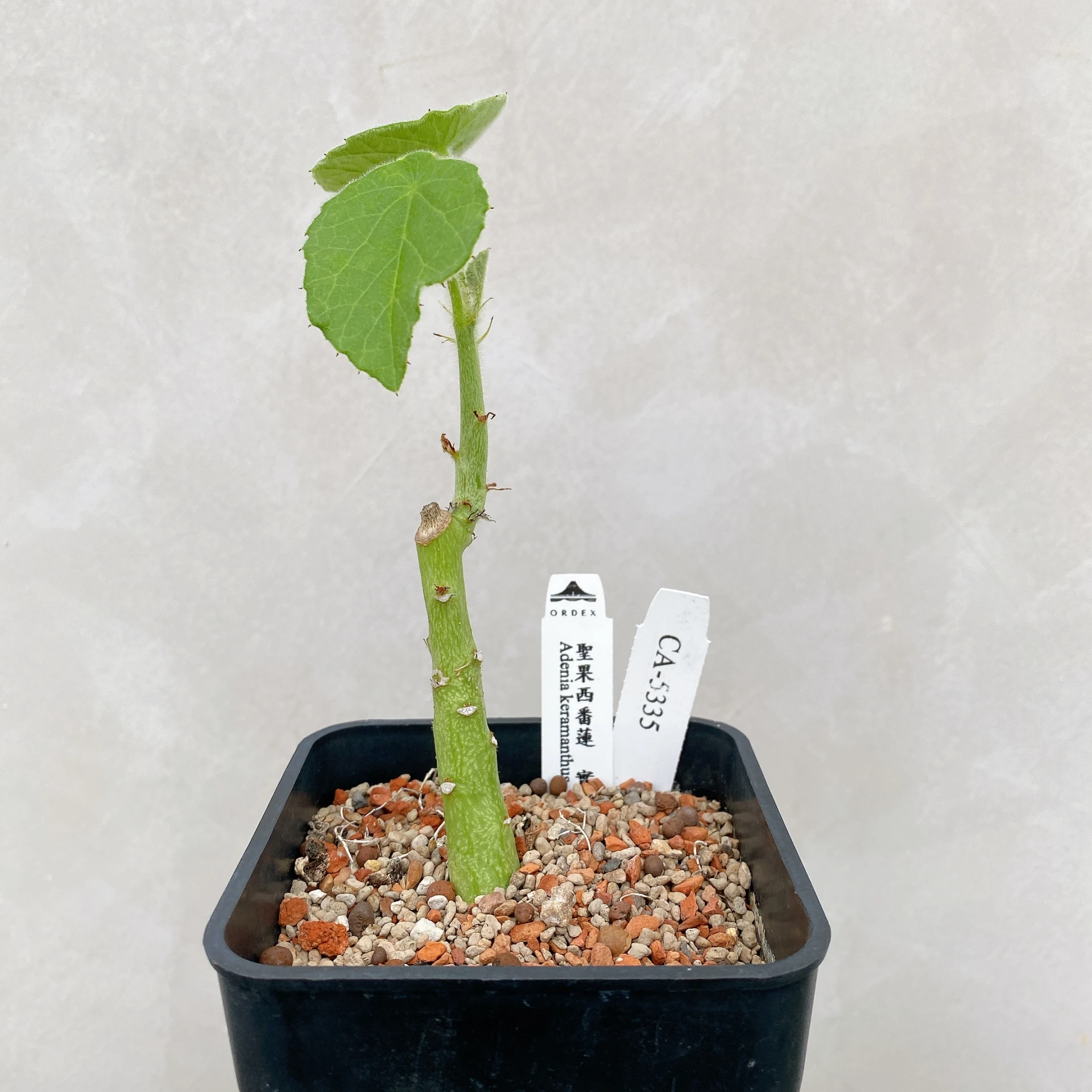 聖果西番蓮 Adenia keramanthus CA-5335