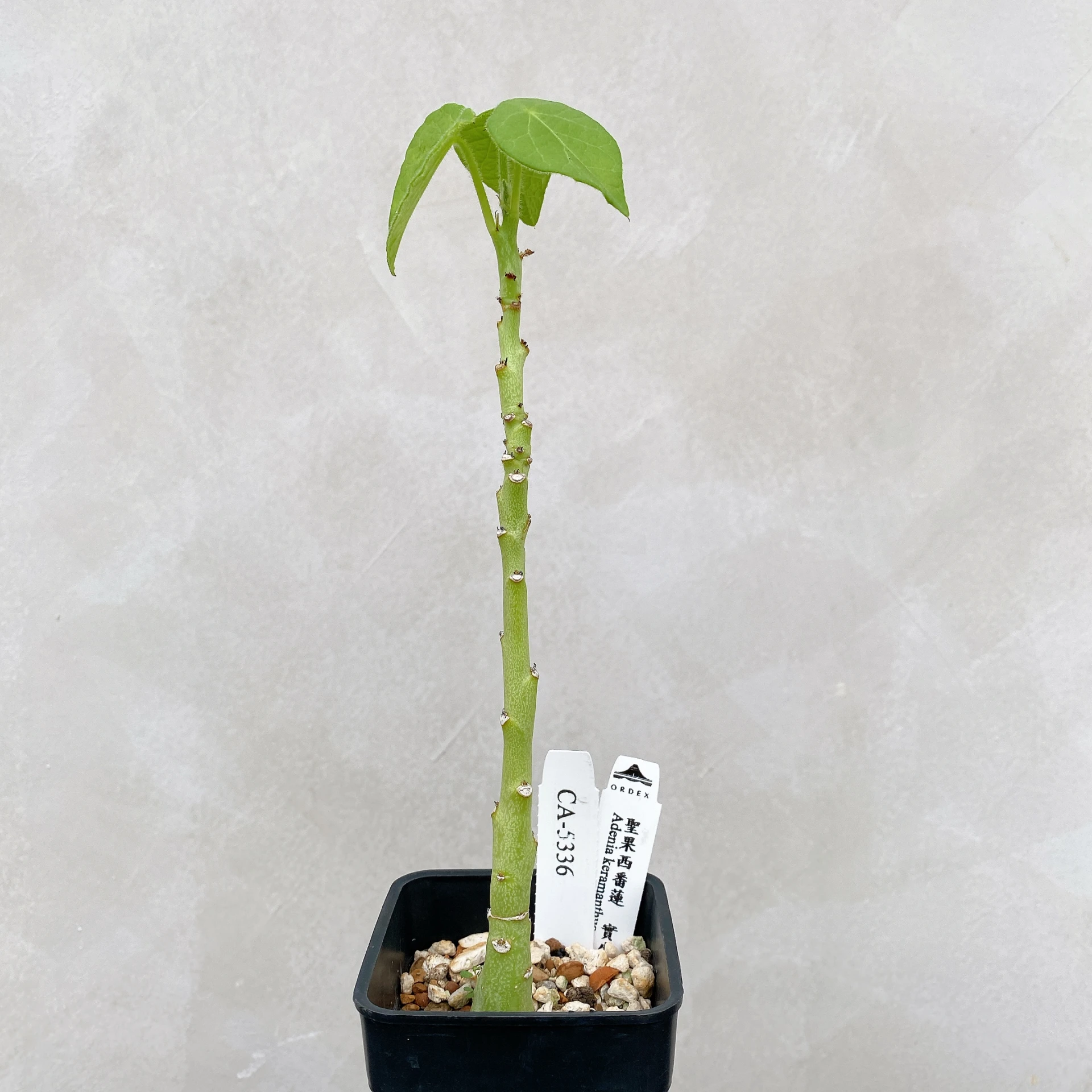 聖果西番蓮 Adenia keramanthus CA-5336