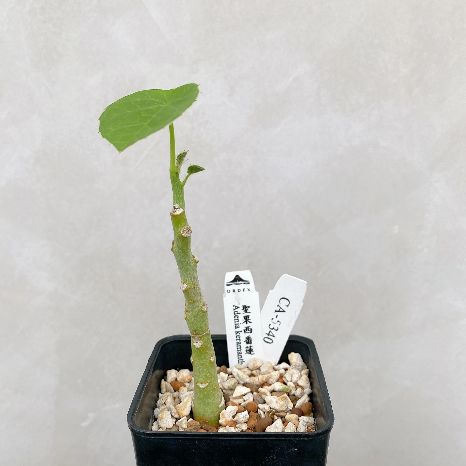 聖果西番蓮 Adenia keramanthus CA-5340
