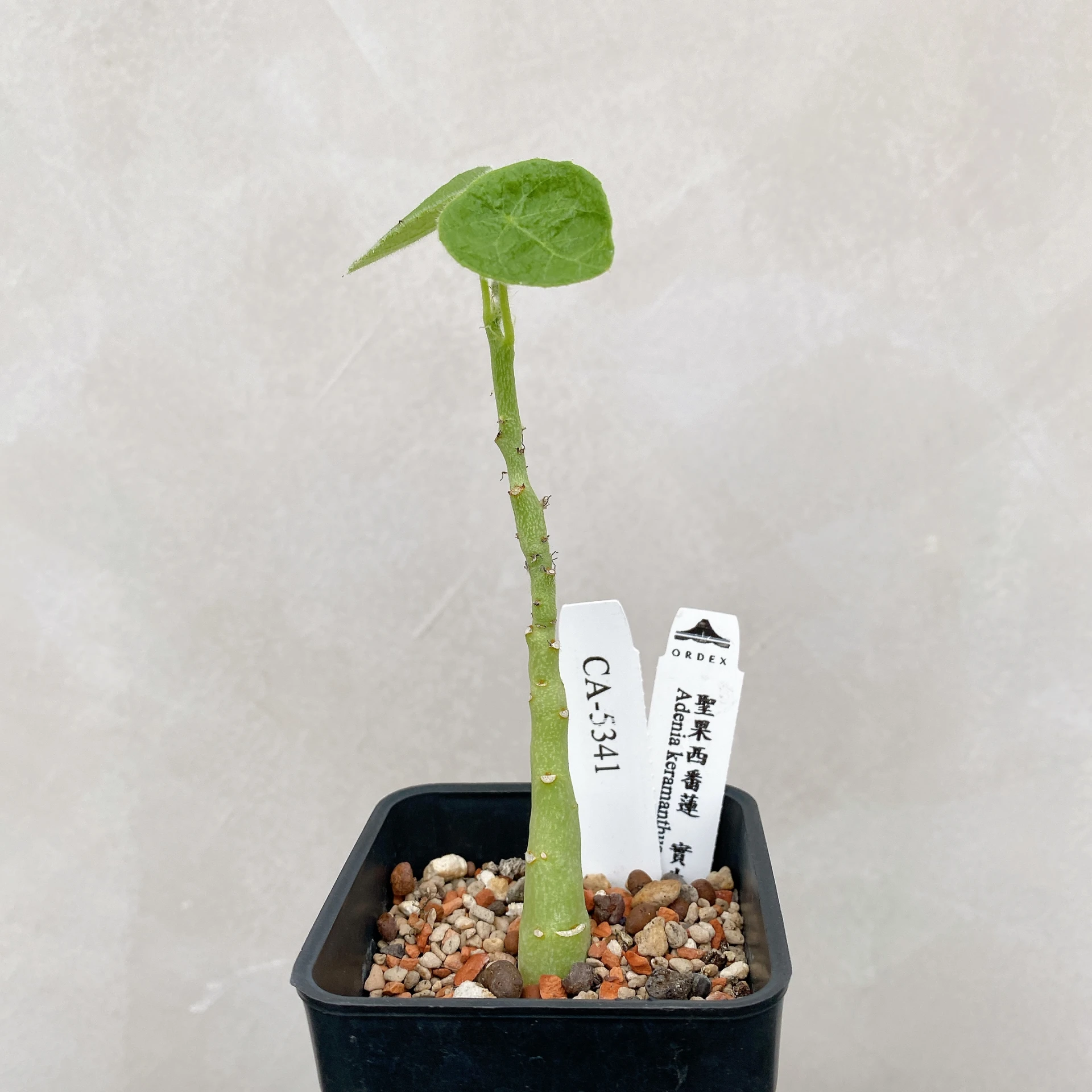 聖果西番蓮 Adenia keramanthus CA-5341