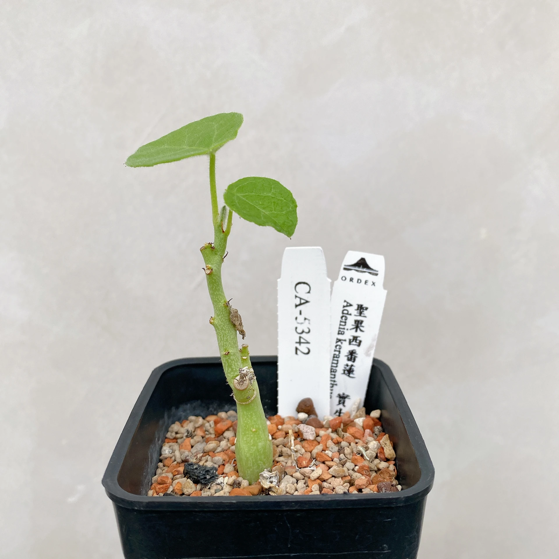 聖果西番蓮 Adenia keramanthus CA-5342