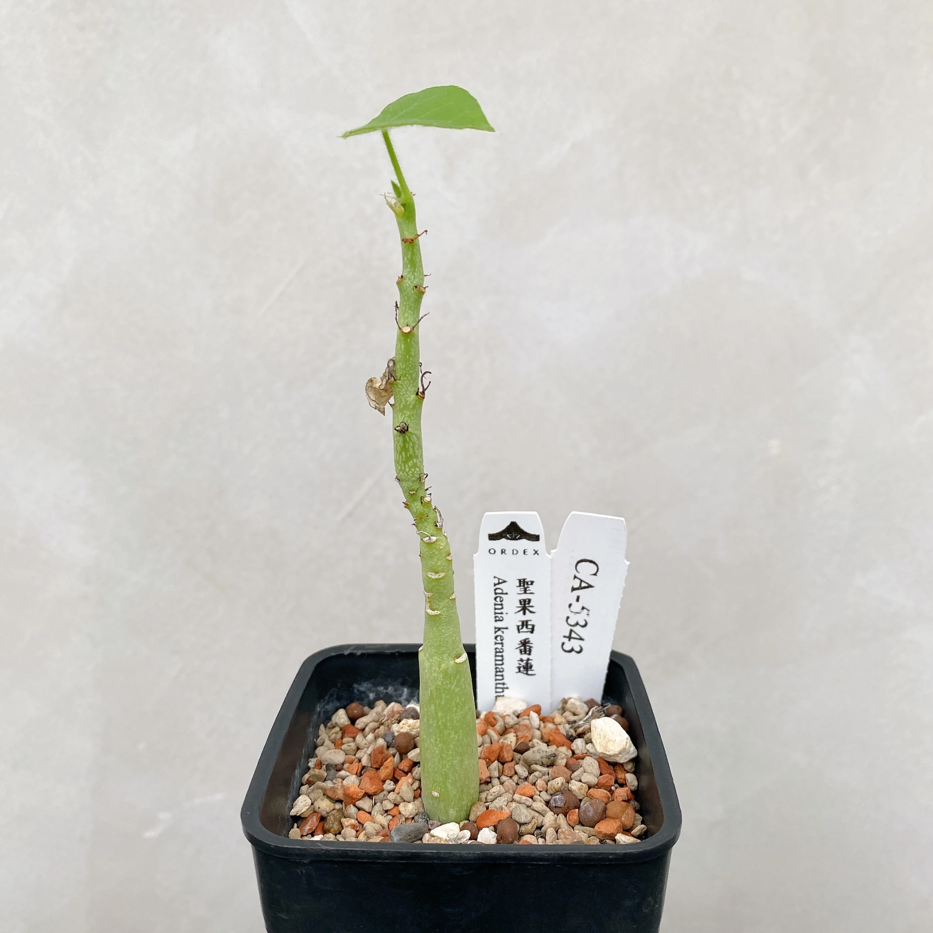 聖果西番蓮 Adenia keramanthus CA-5343