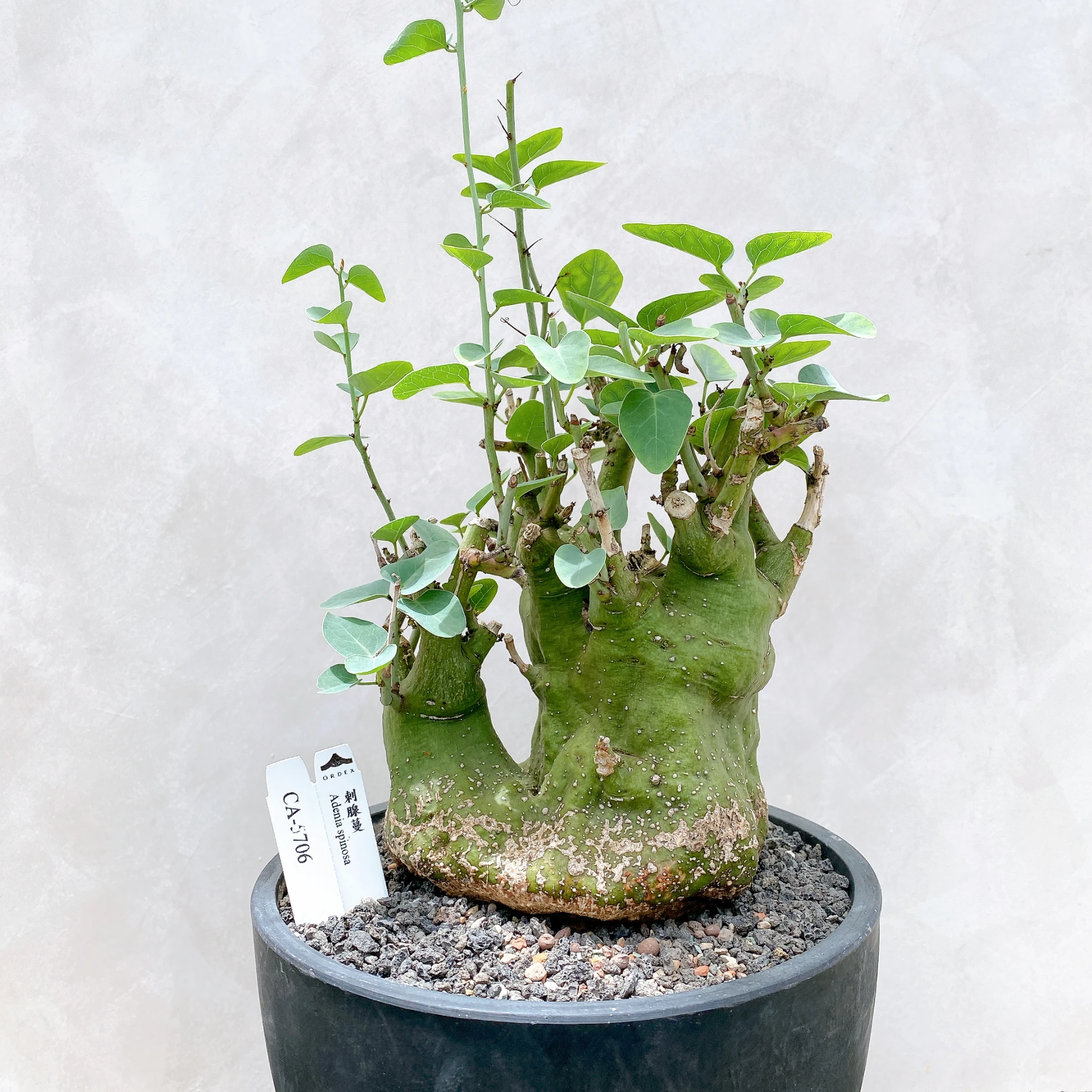 刺腺蔓 Adenia spinosa CA-5706
