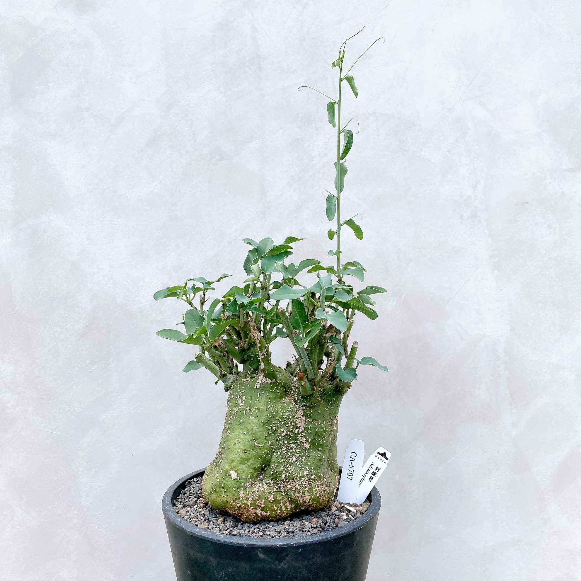 刺腺蔓 Adenia spinosa CA-5707