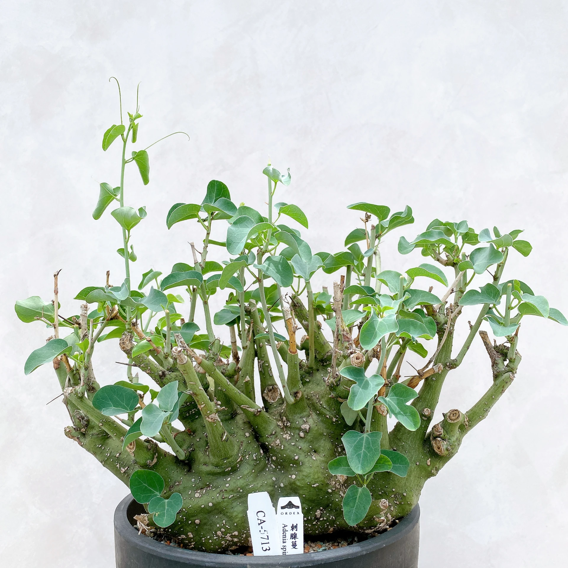 刺腺蔓 Adenia spinosa CA-5713