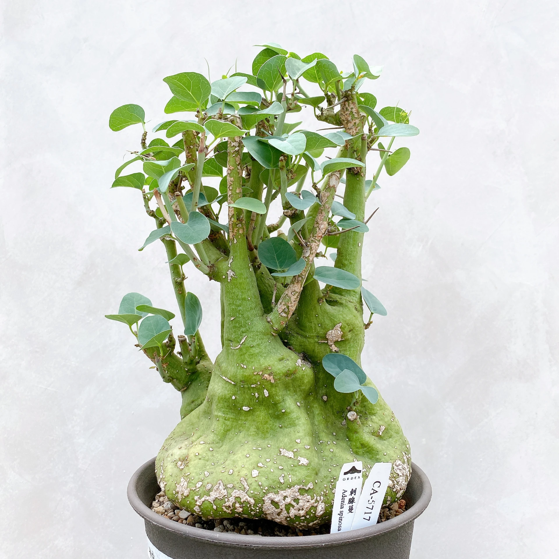 刺腺蔓 Adenia spinosa CA-5717