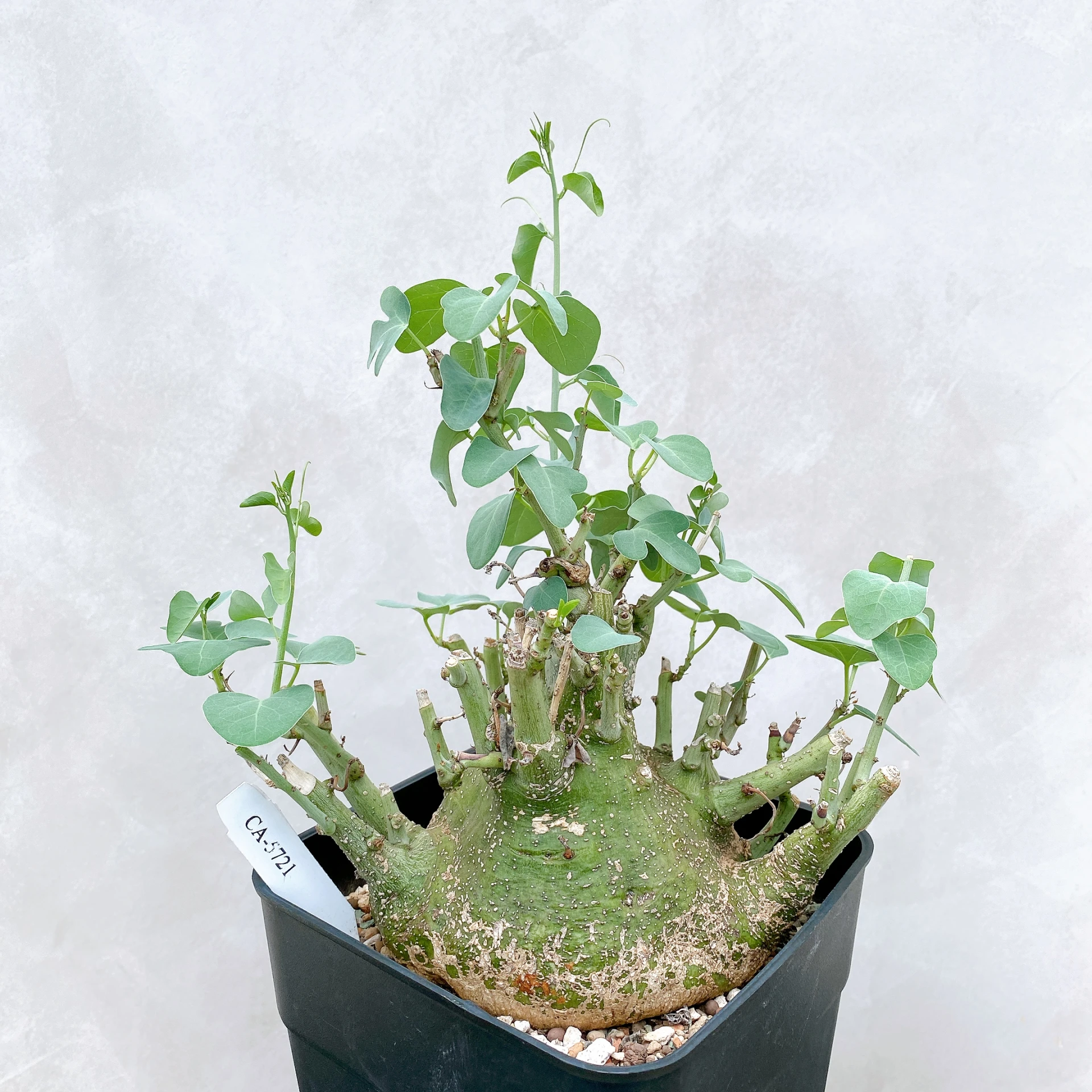 刺腺蔓 Adenia spinosa CA-5721