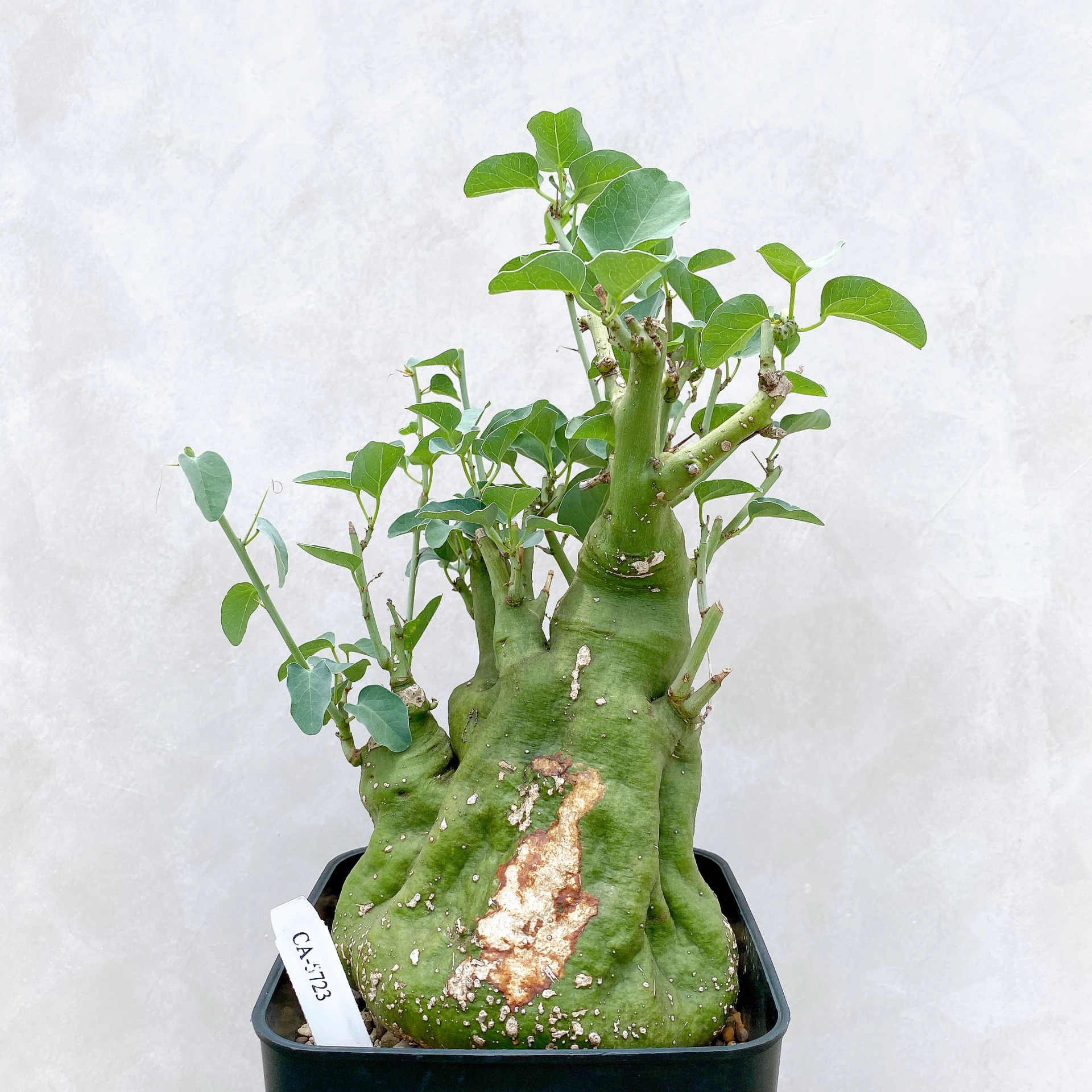 刺腺蔓 Adenia spinosa CA-5723