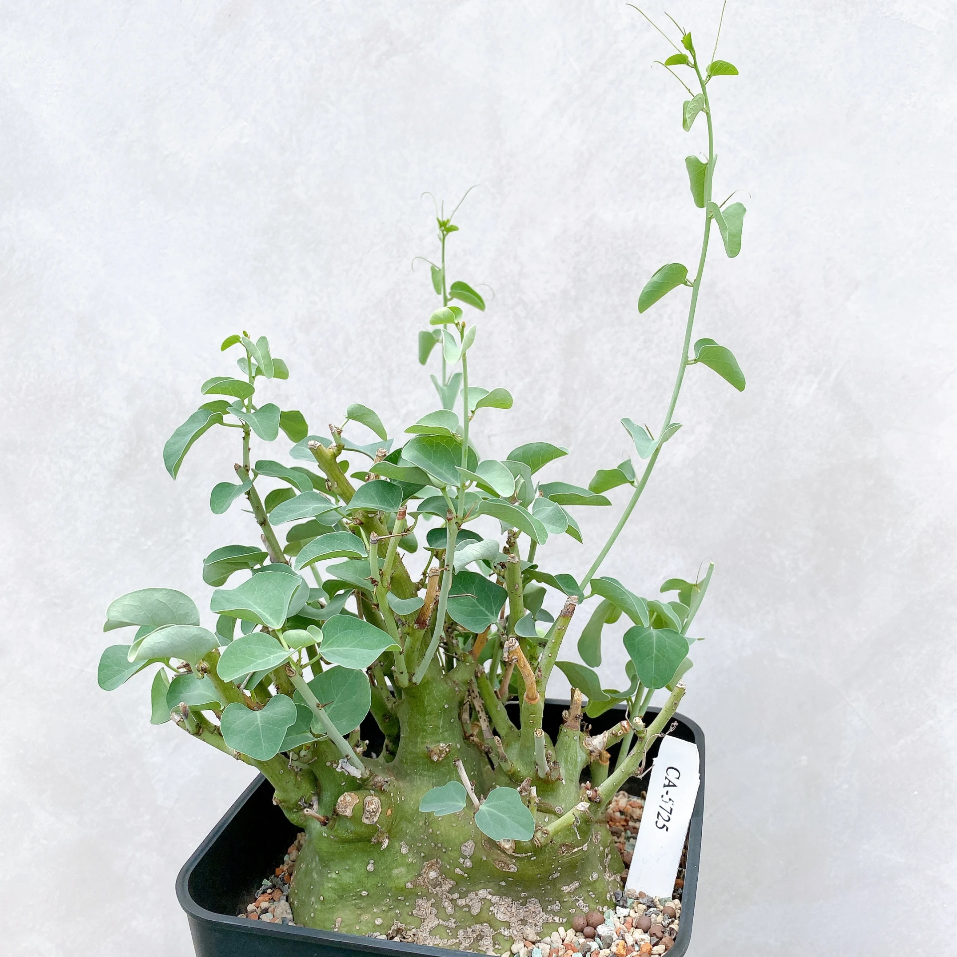 刺腺蔓 Adenia spinosa CA-5725