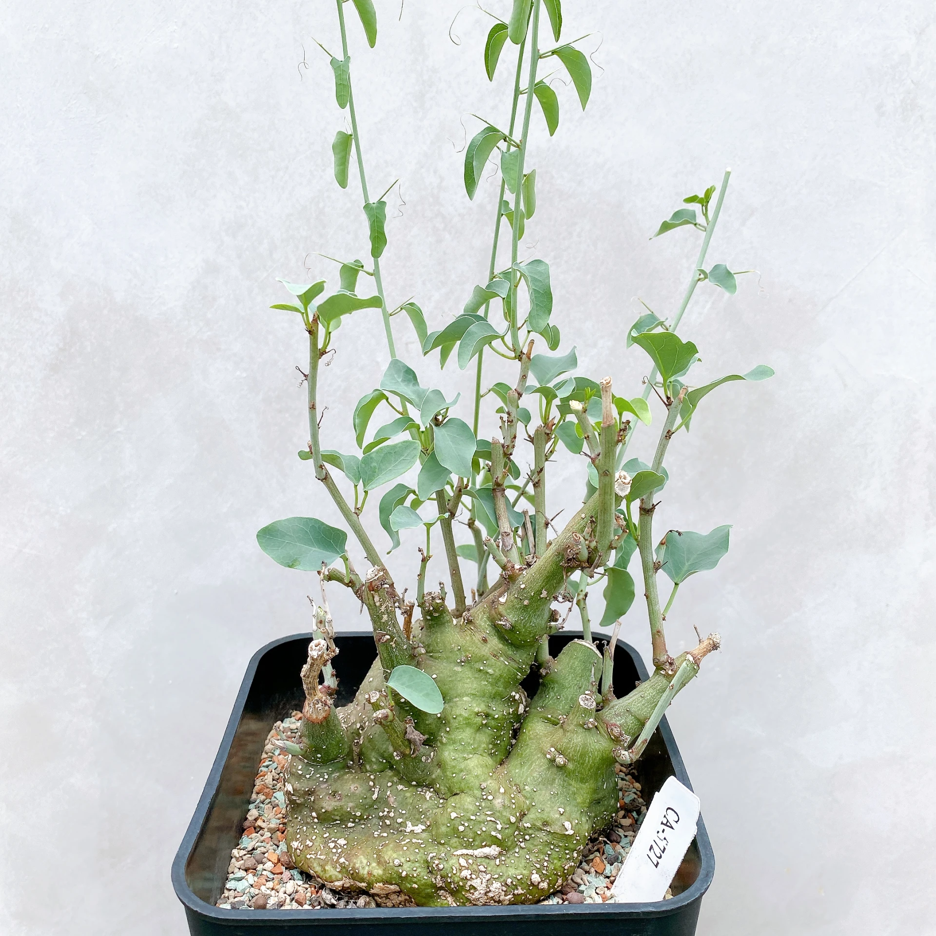 刺腺蔓 Adenia spinosa CA-5727
