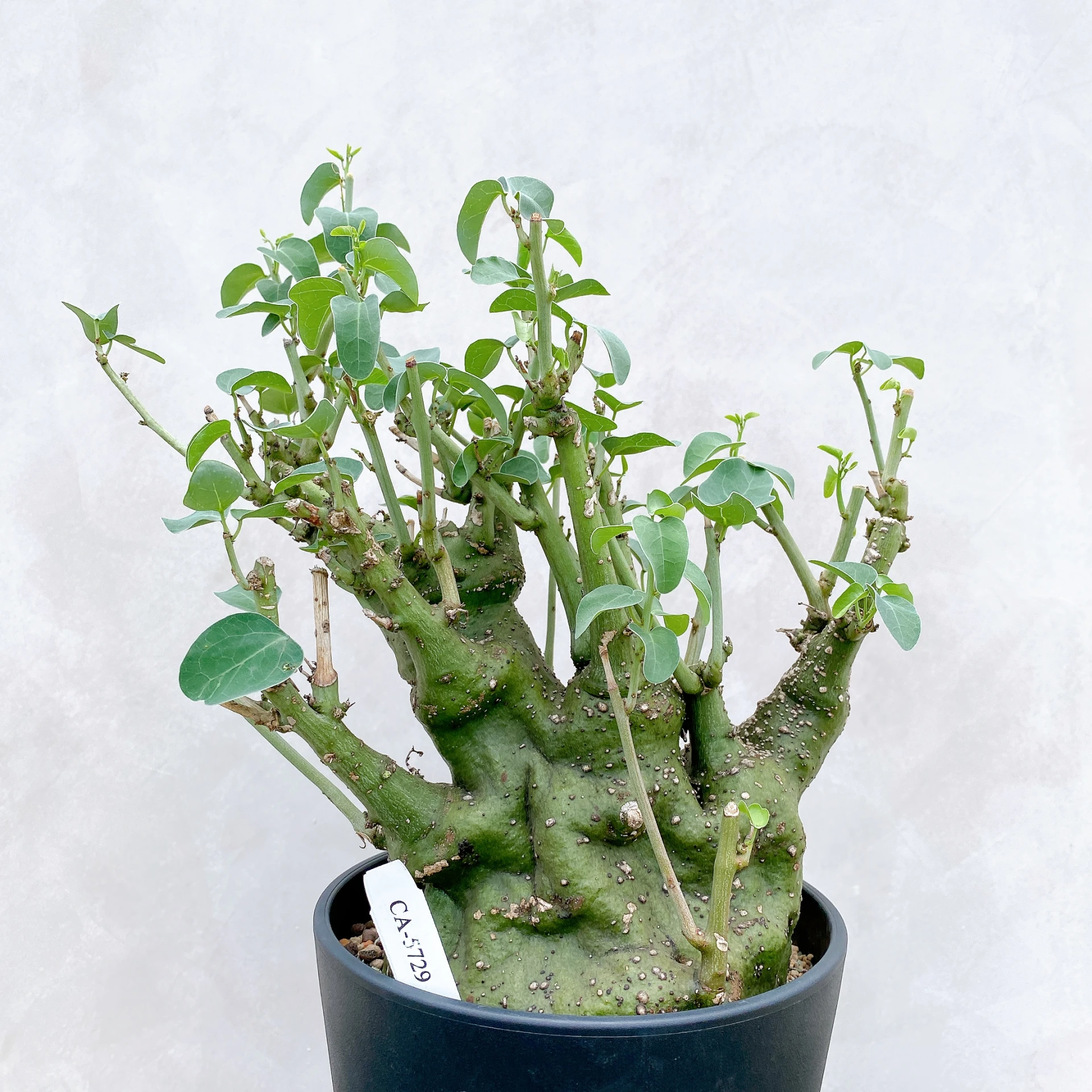 刺腺蔓 Adenia spinosa CA-5729