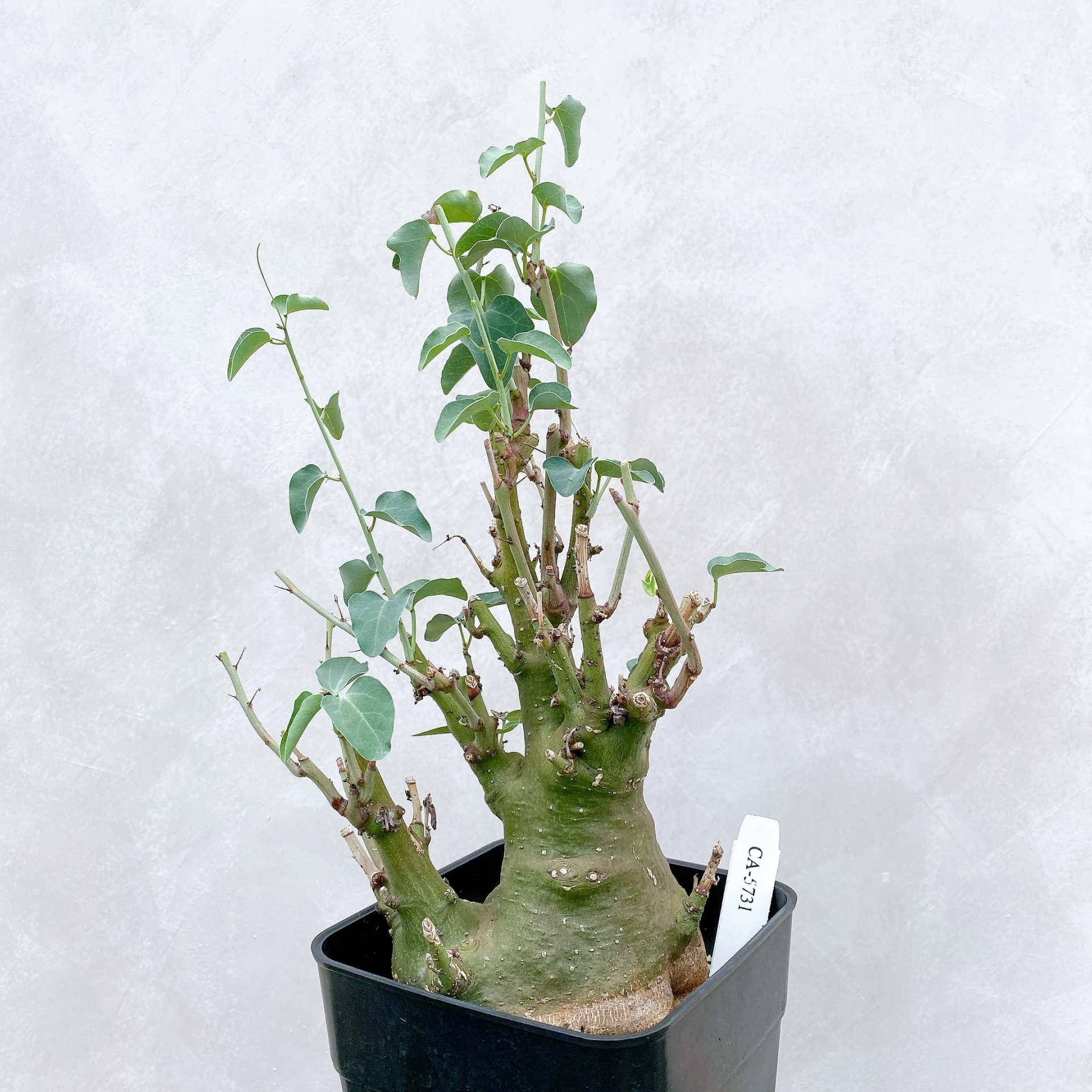 刺腺蔓 Adenia spinosa CA-5731