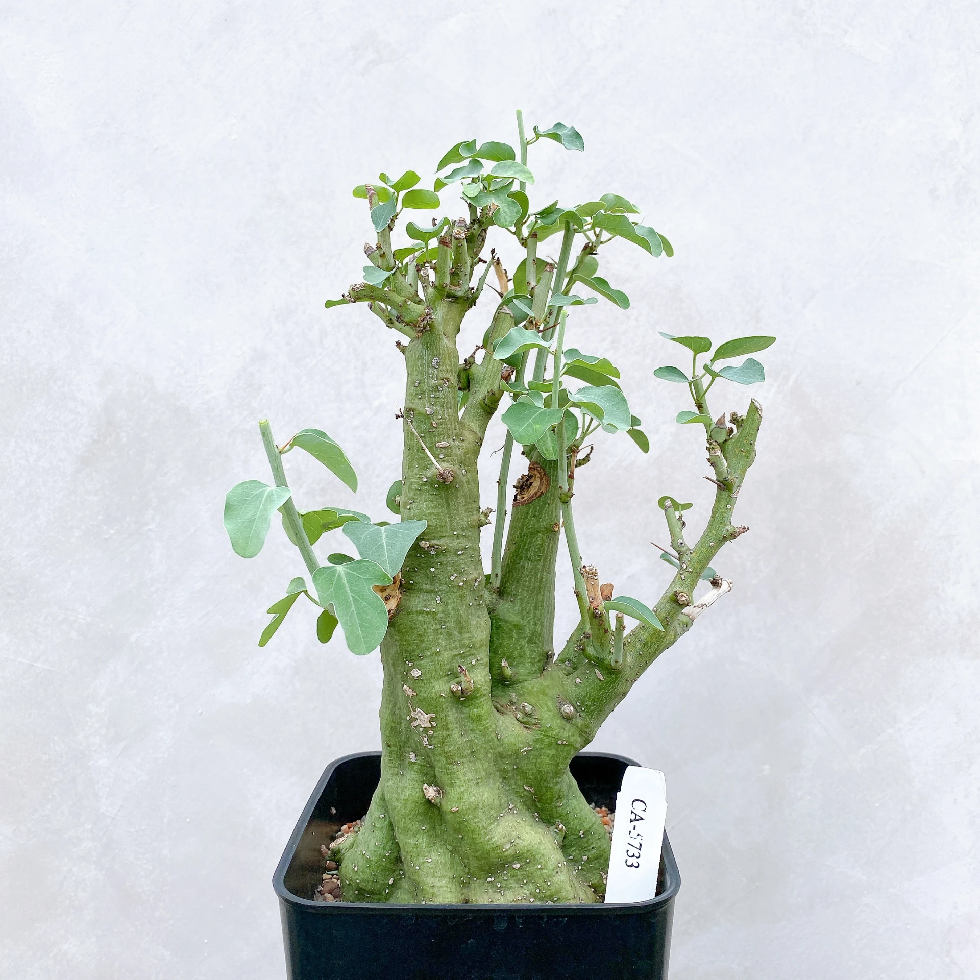 刺腺蔓 Adenia spinosa CA-5733