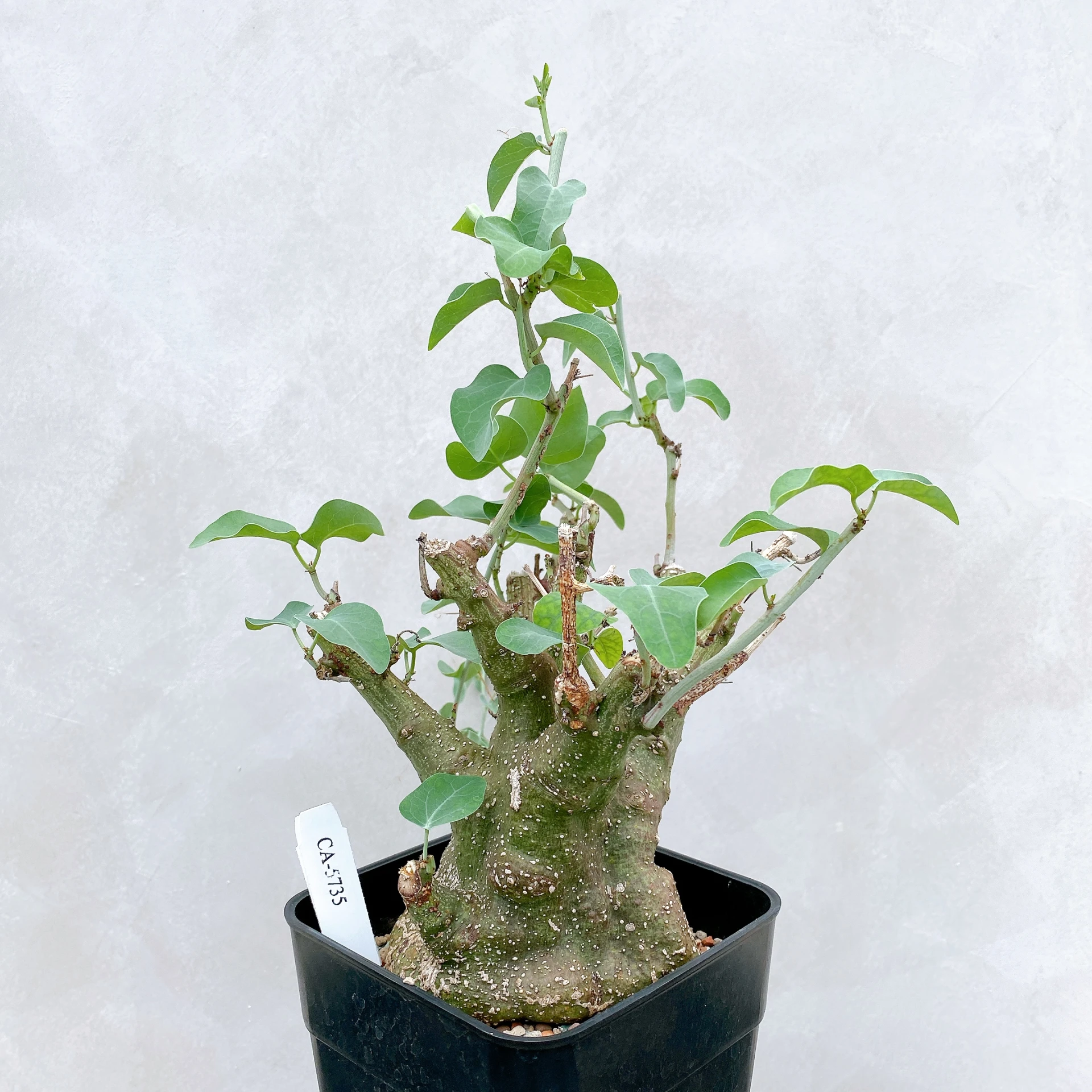 刺腺蔓 Adenia spinosa CA-5735