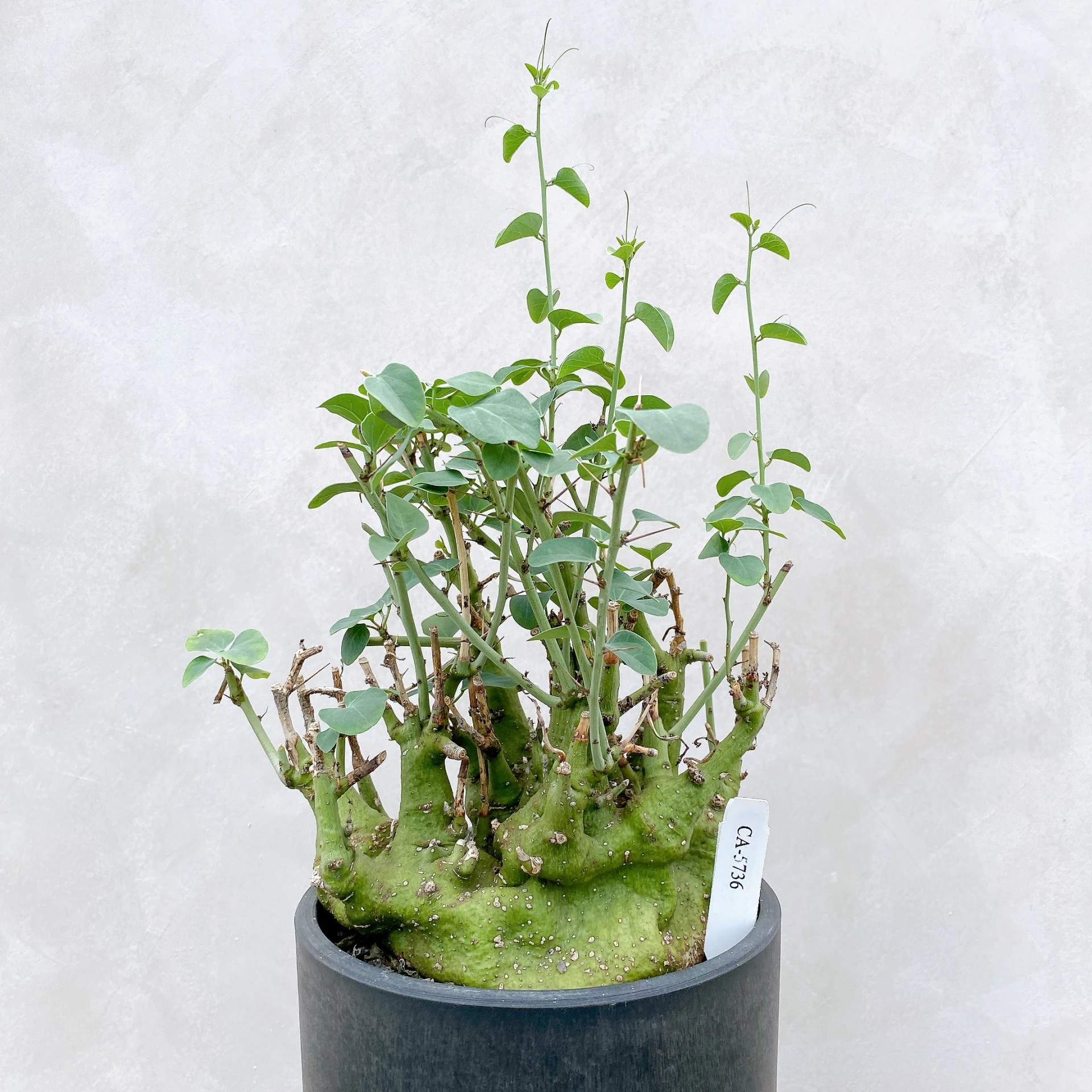 刺腺蔓 Adenia spinosa CA-5736