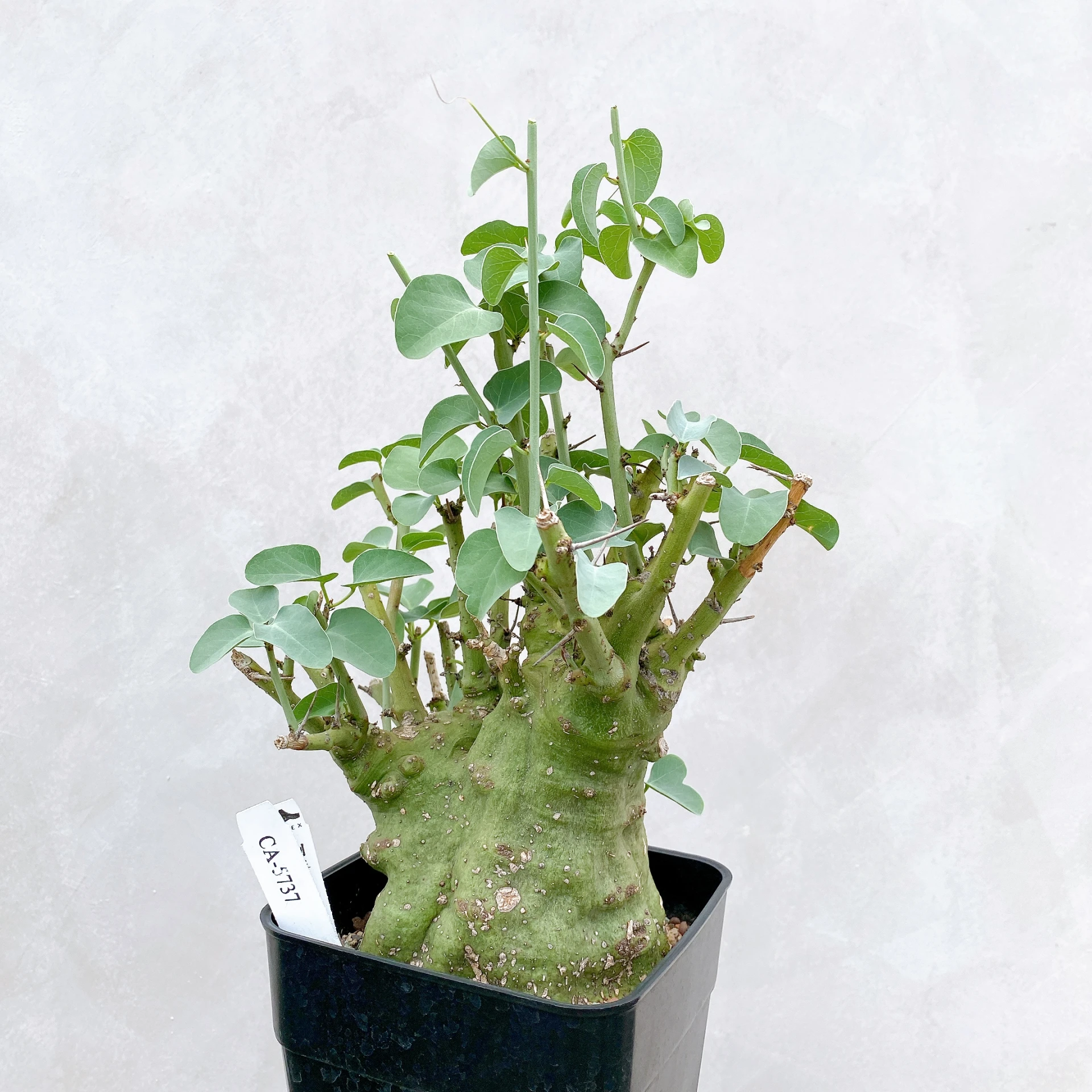 刺腺蔓 Adenia spinosa CA-5737