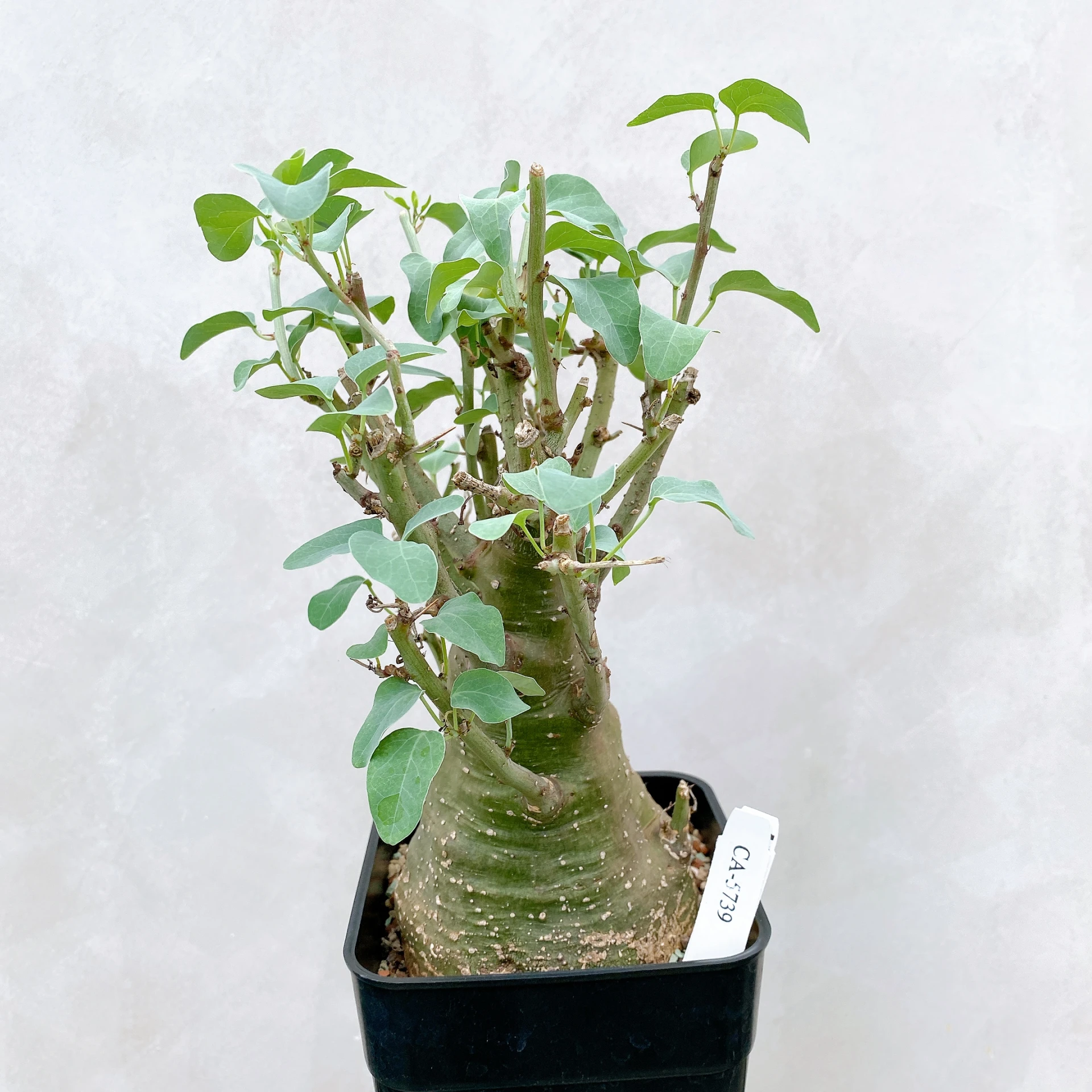 刺腺蔓 Adenia spinosa CA-5739