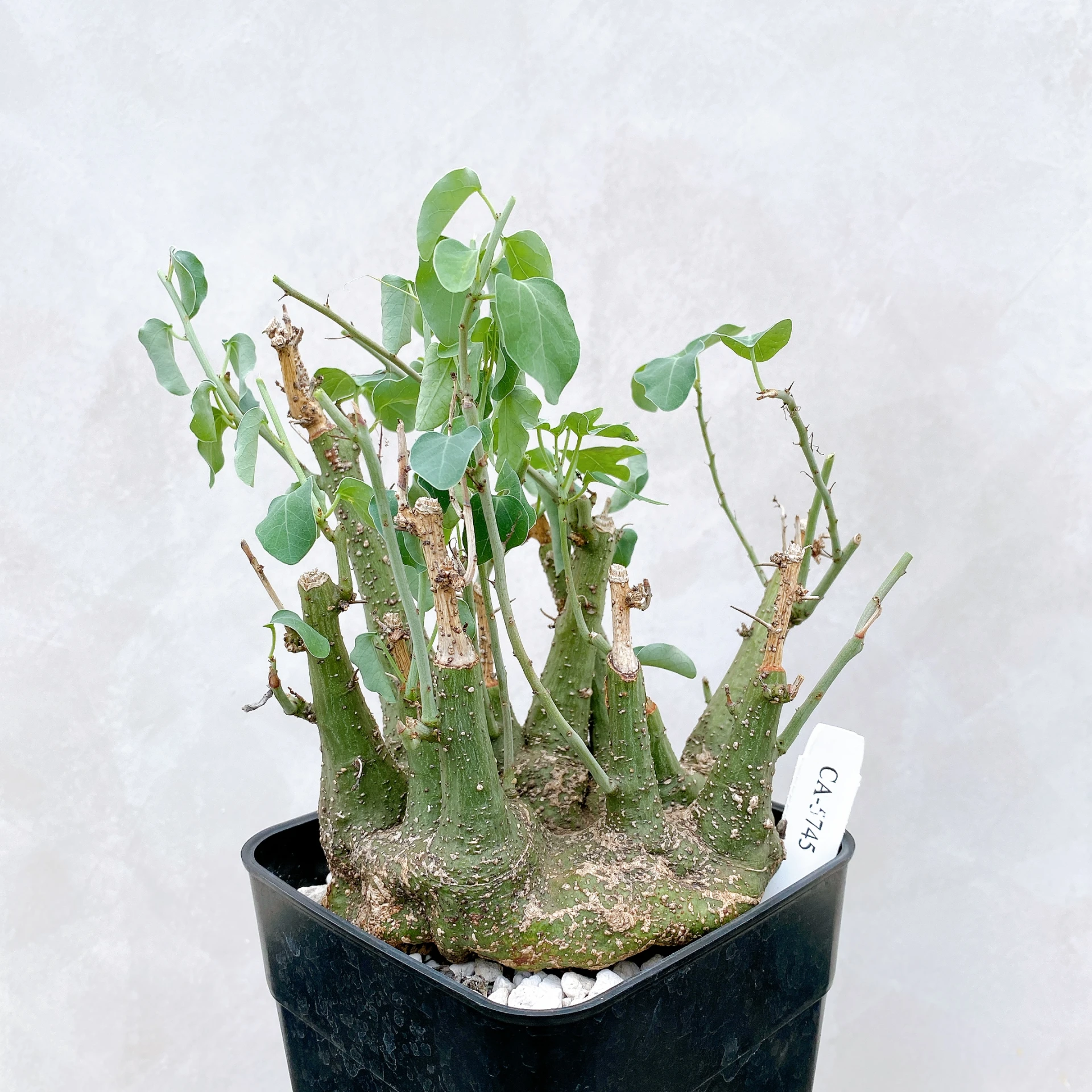 刺腺蔓 Adenia spinosa CA-5745