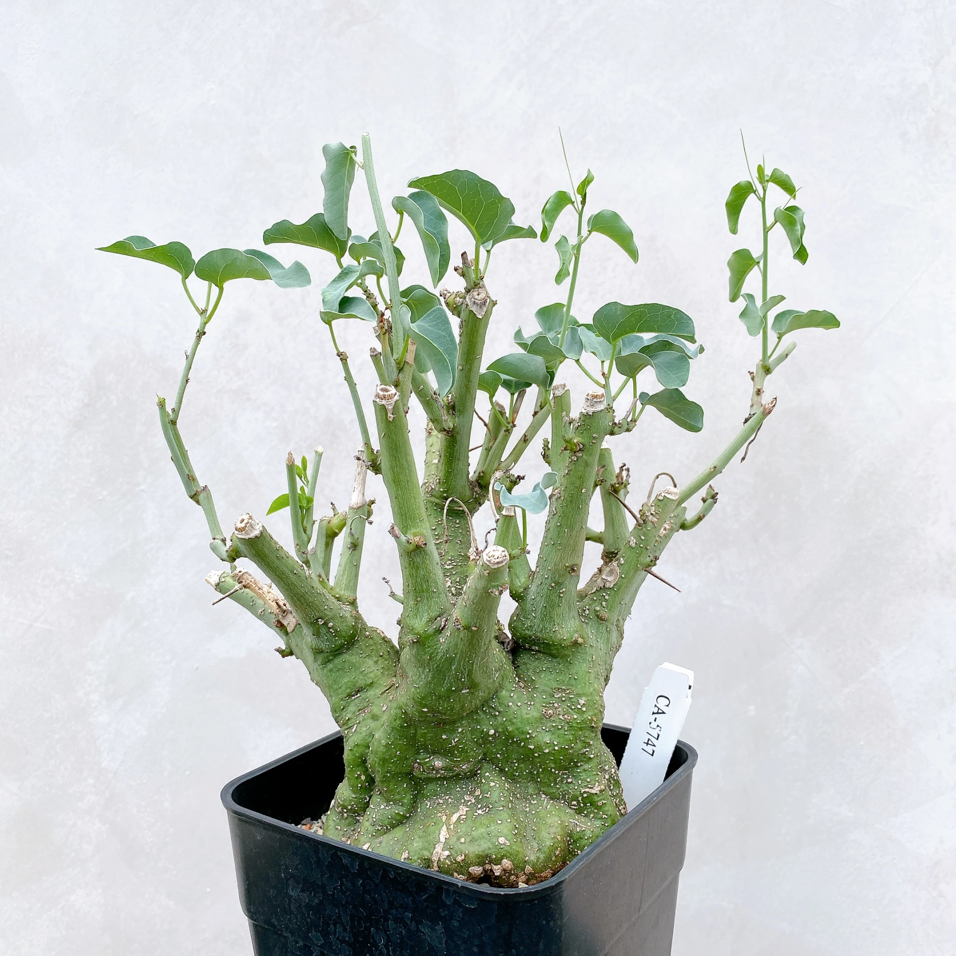 刺腺蔓 Adenia spinosa CA-5747