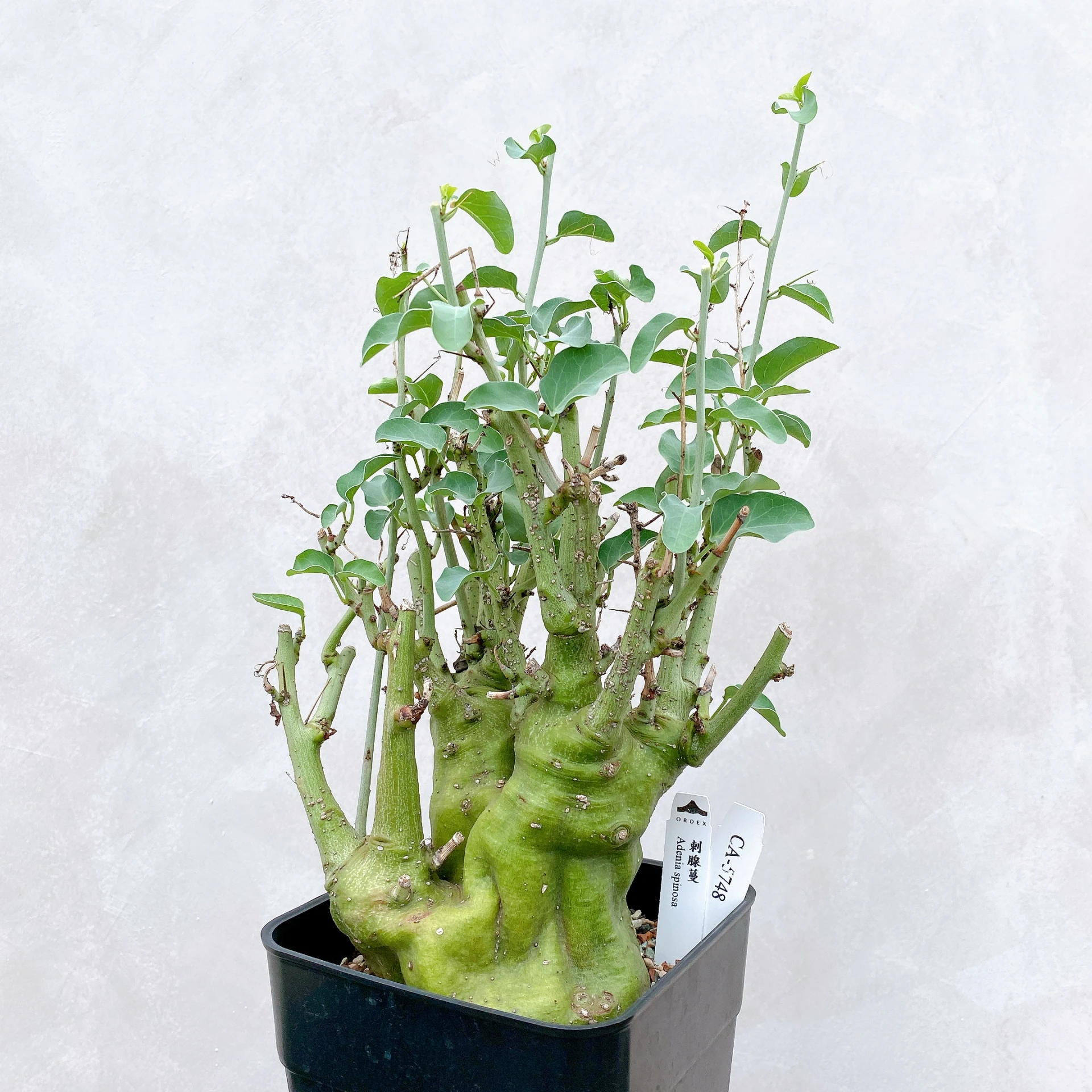 刺腺蔓 Adenia spinosa CA-5748