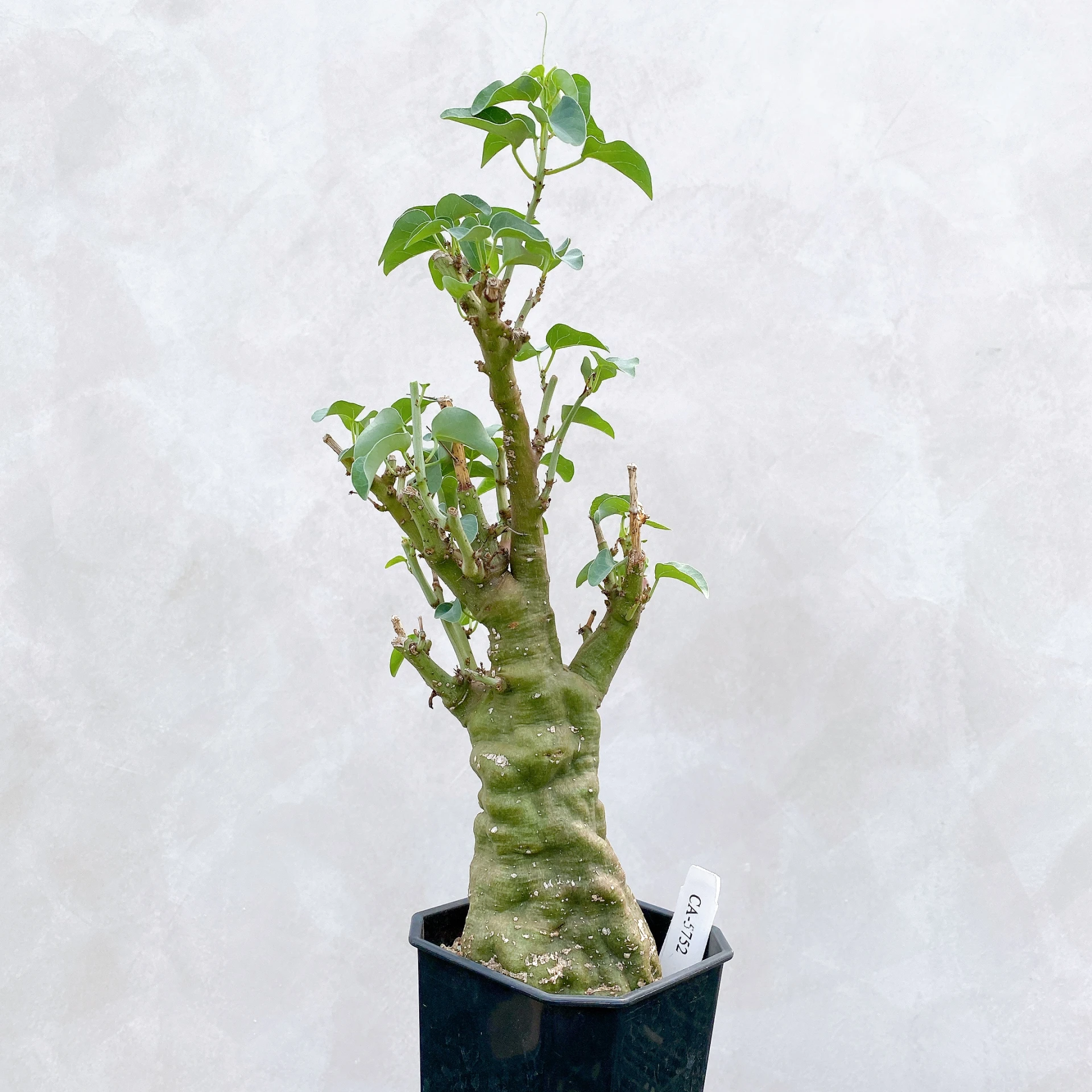 刺腺蔓 Adenia spinosa CA-5752
