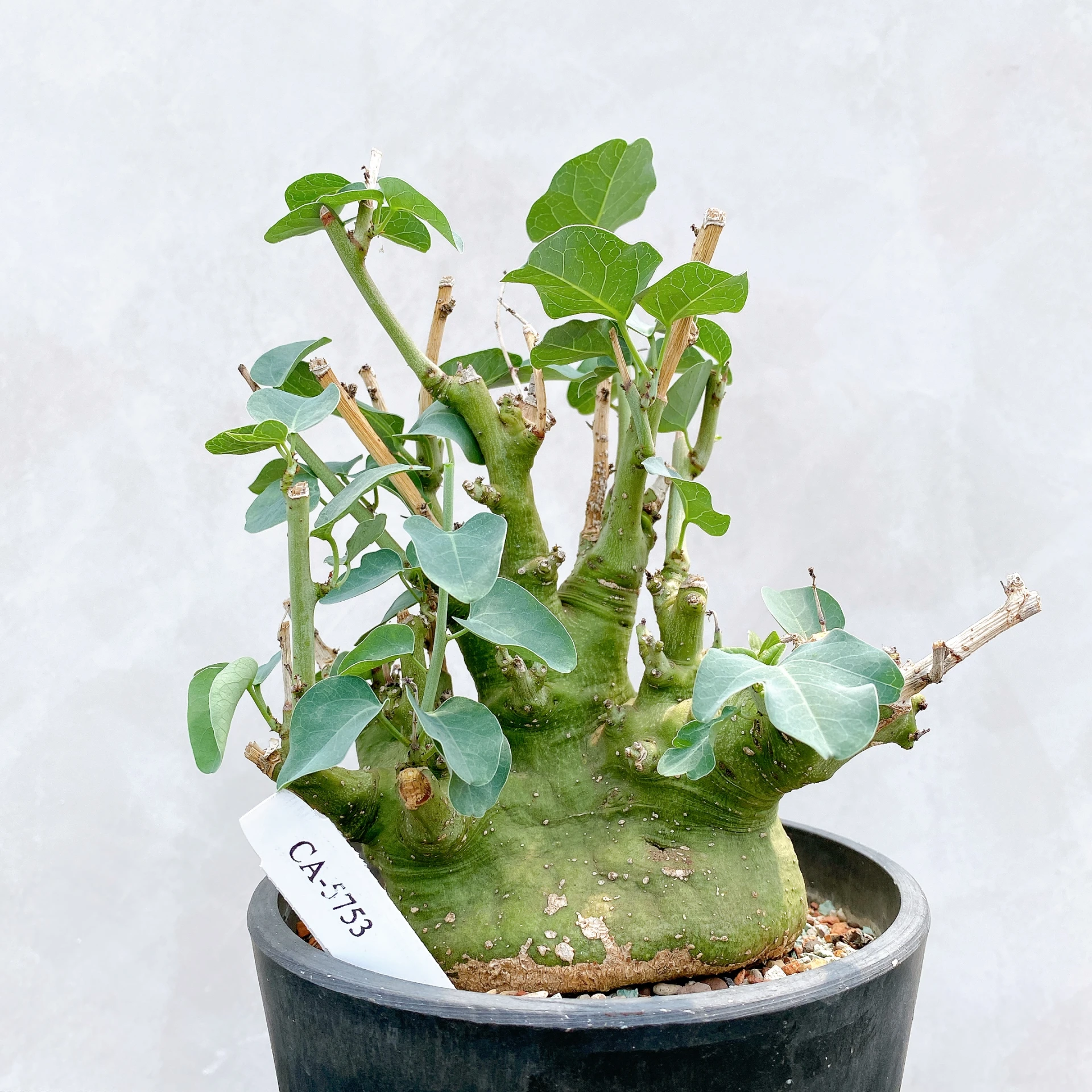 刺腺蔓 Adenia spinosa CA-5753