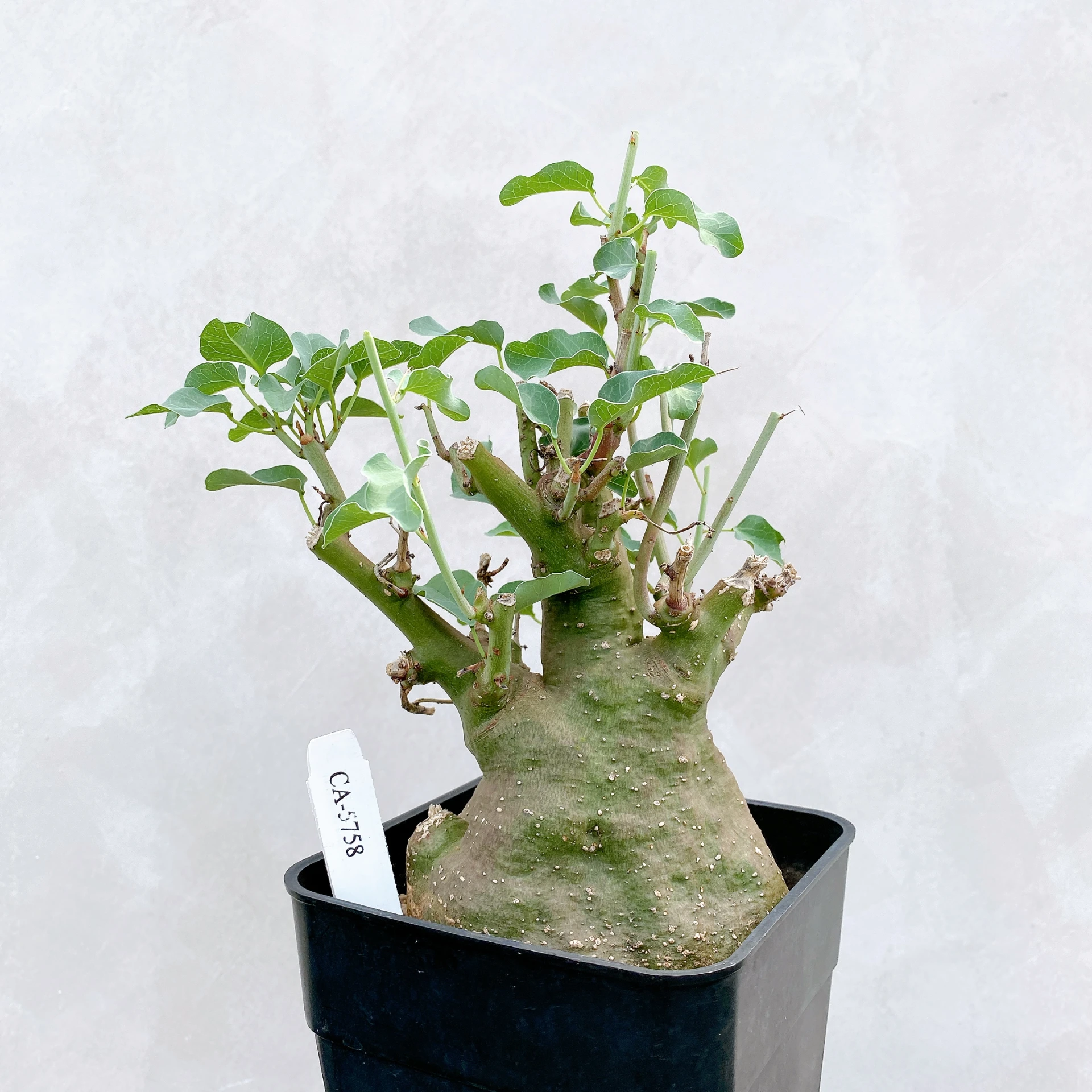 刺腺蔓 Adenia spinosa CA-5758
