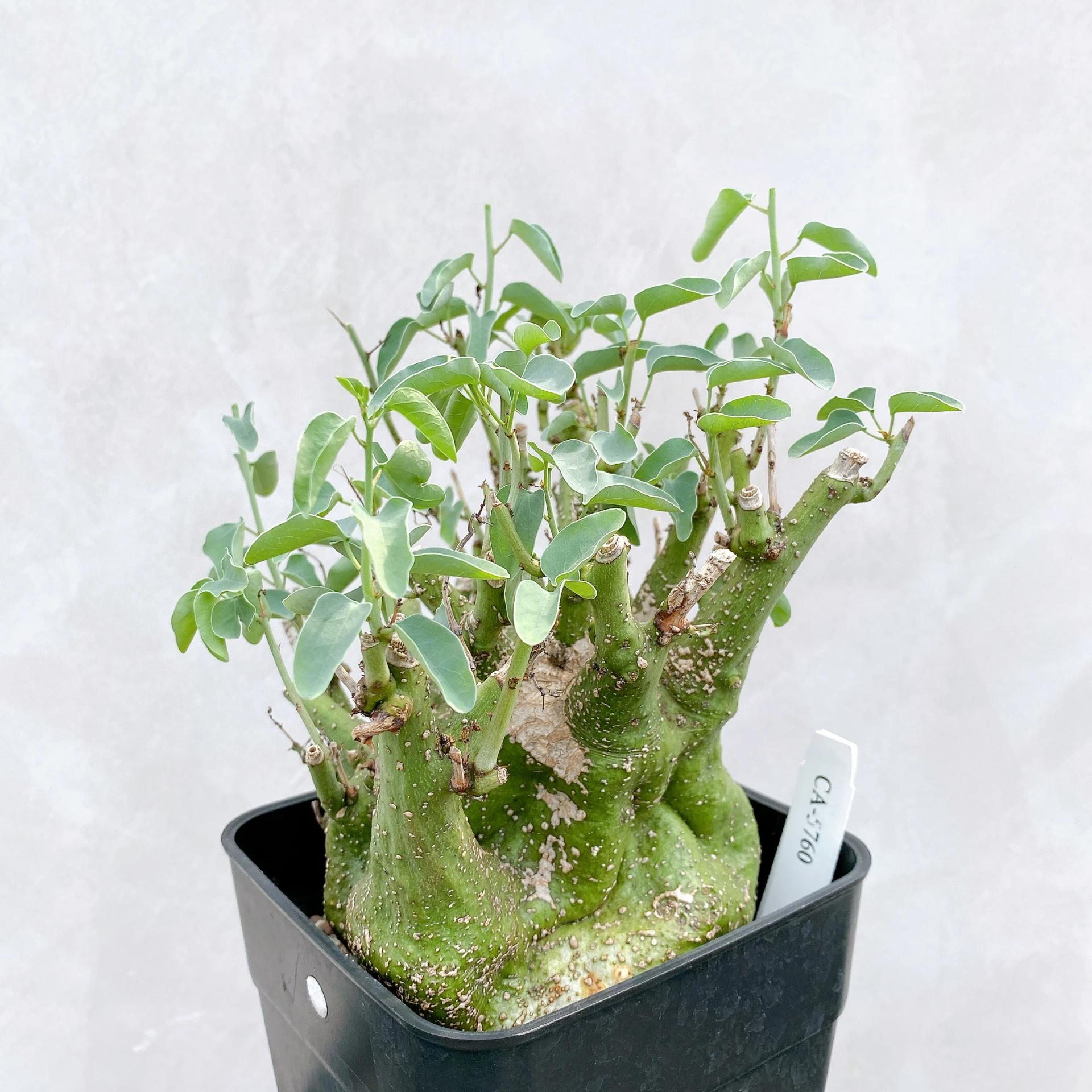 刺腺蔓 Adenia spinosa CA-5760