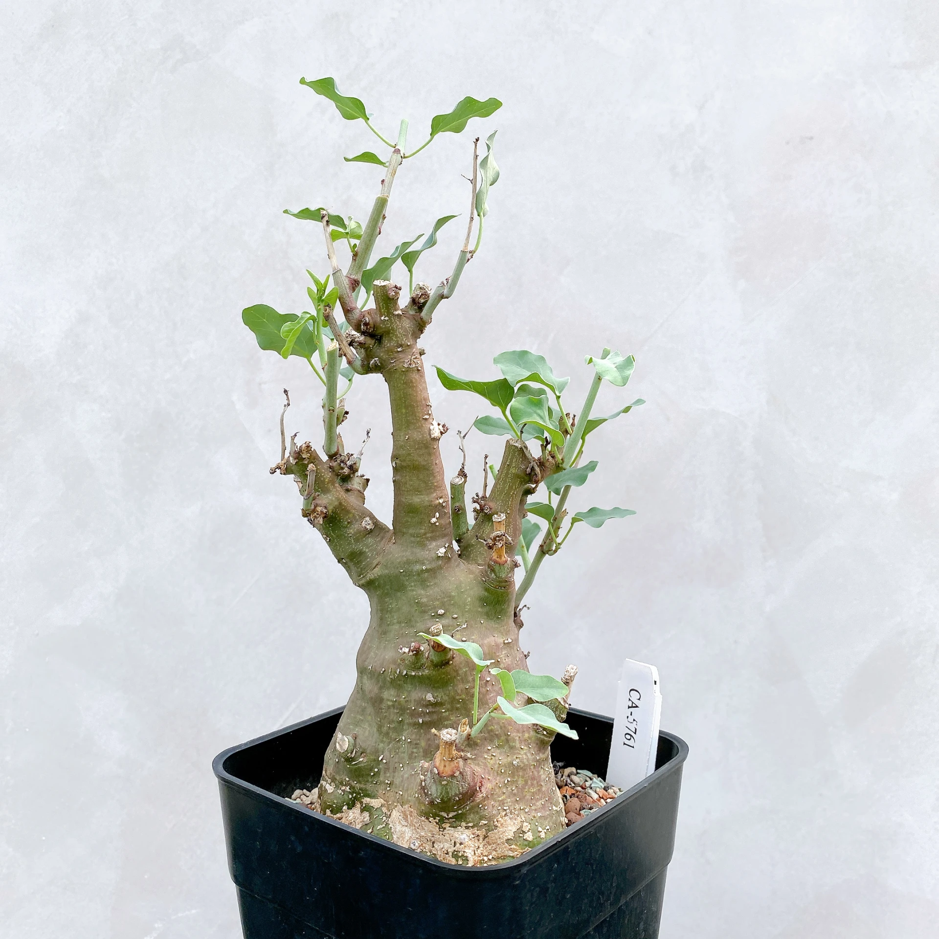 刺腺蔓 Adenia spinosa CA-5761