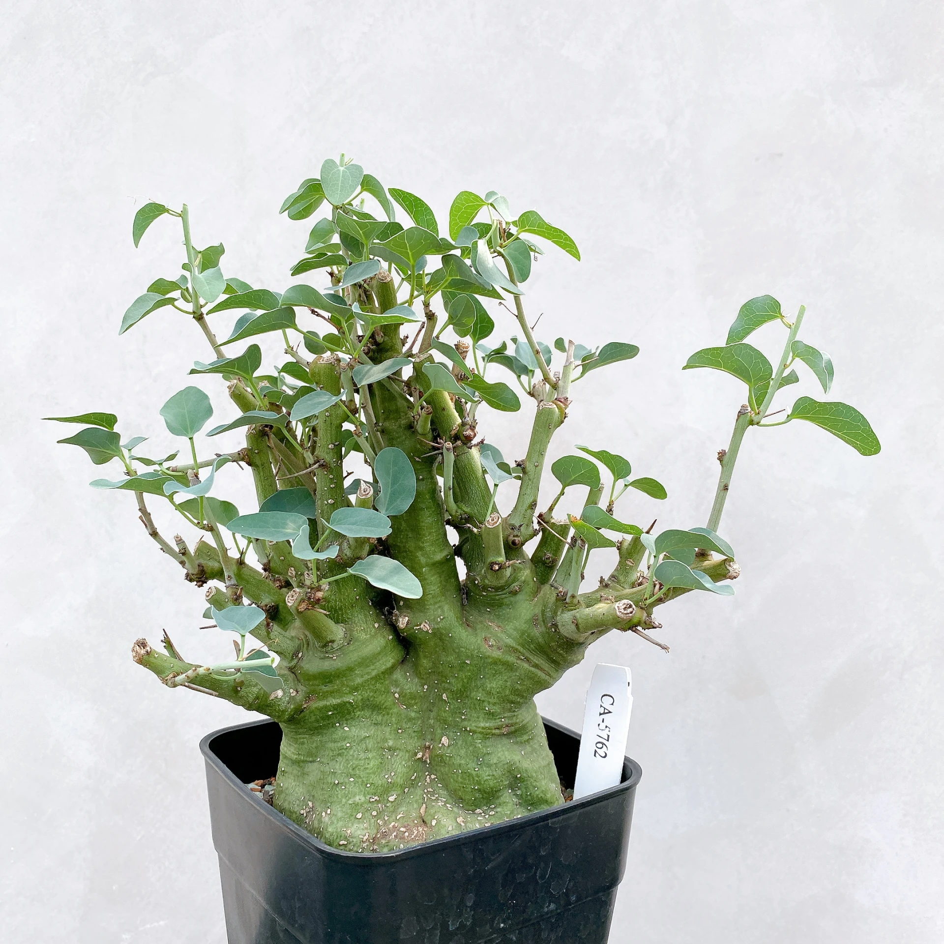 刺腺蔓 Adenia spinosa CA-5762