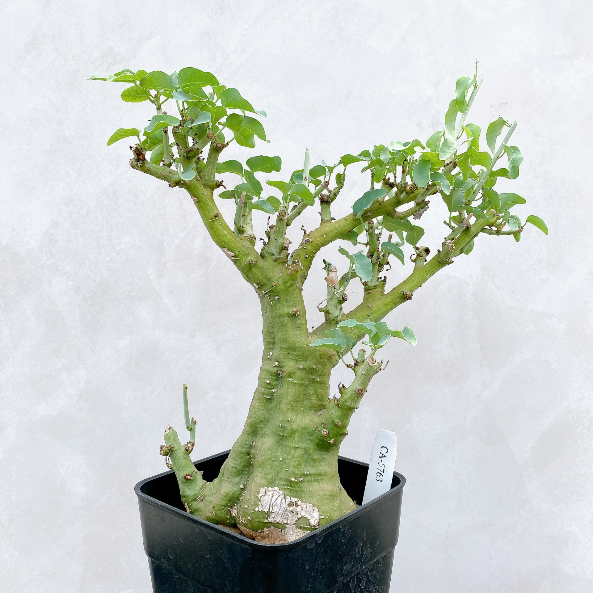 刺腺蔓 Adenia spinosa CA-5763