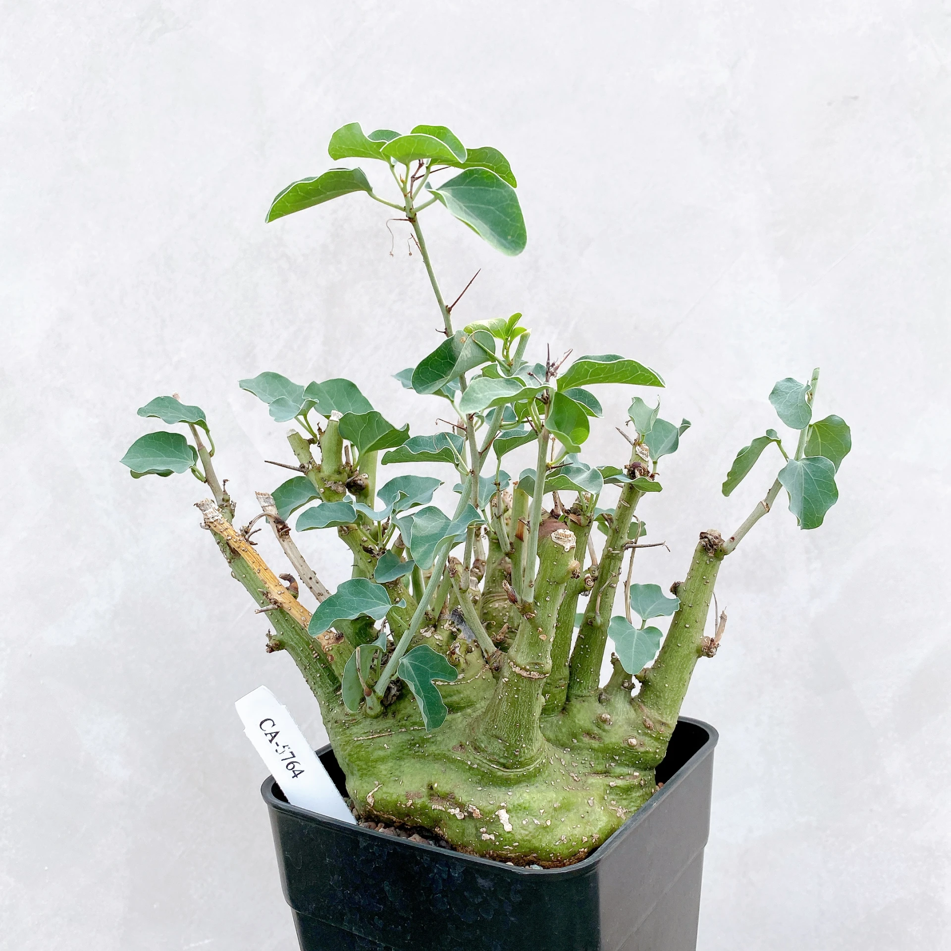 刺腺蔓 Adenia spinosa CA-5764