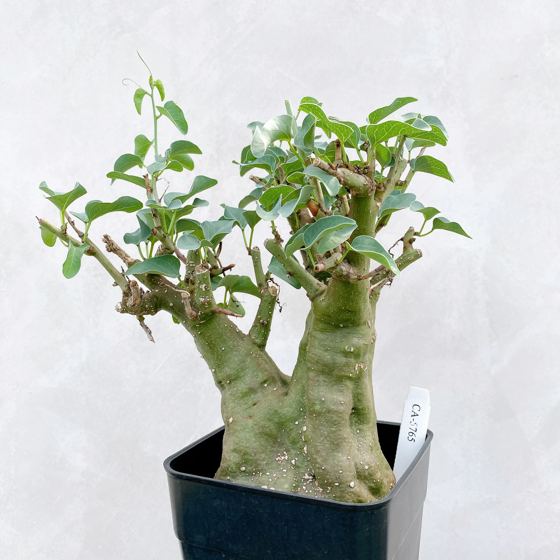 刺腺蔓 Adenia spinosa CA-5765