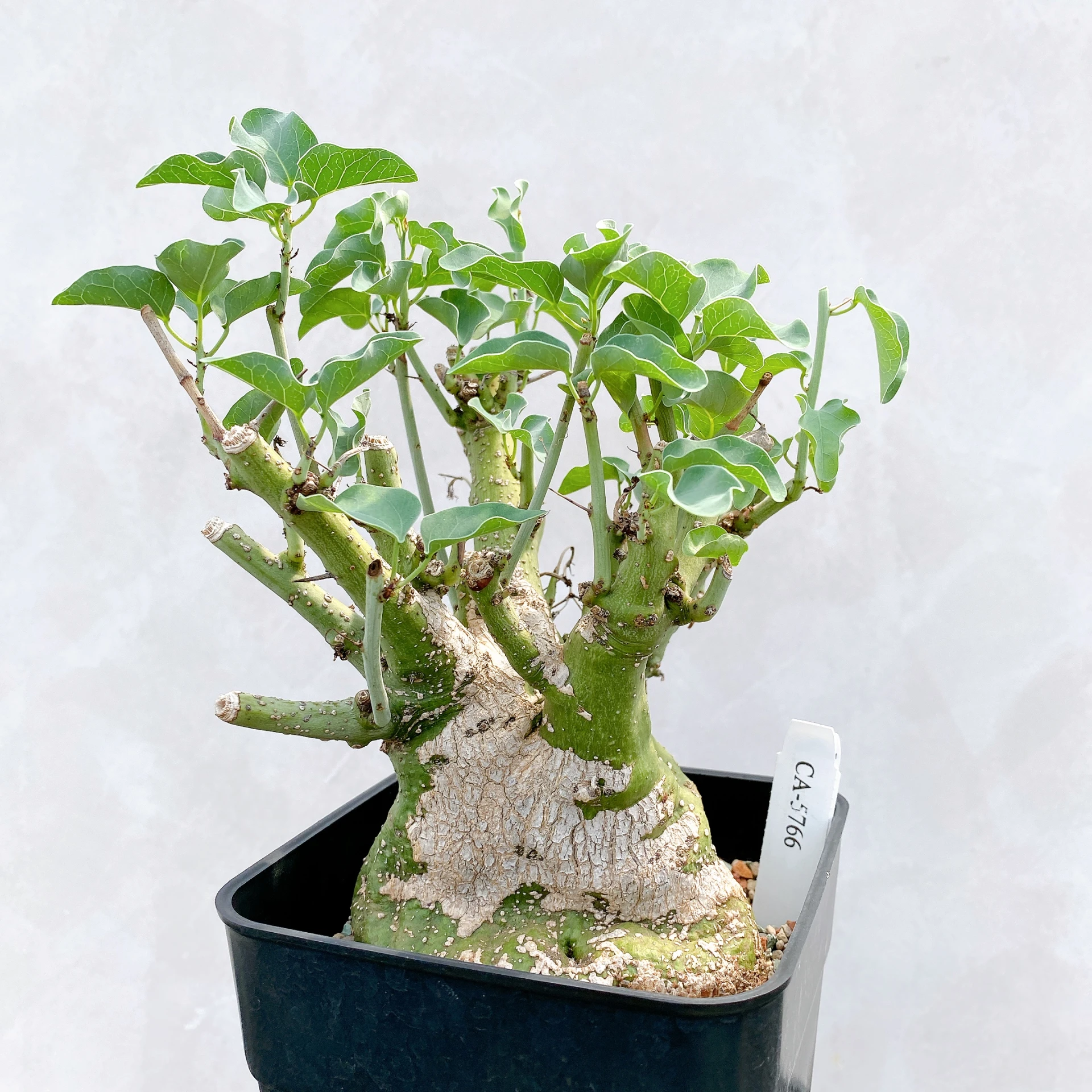 刺腺蔓 Adenia spinosa CA-5766