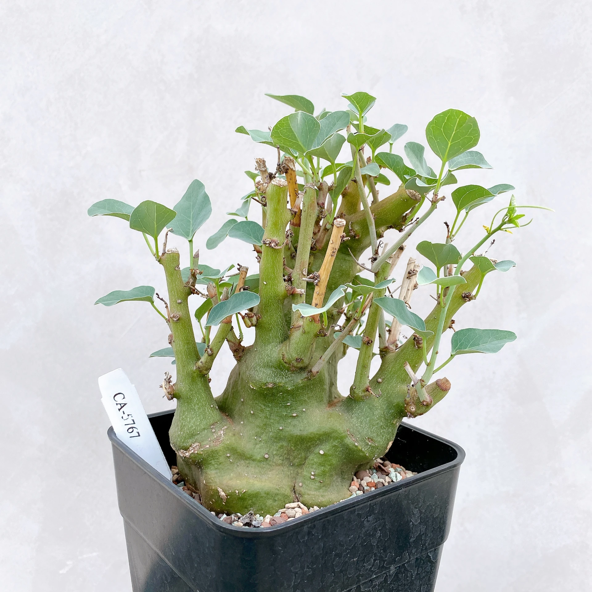 刺腺蔓 Adenia spinosa CA-5767