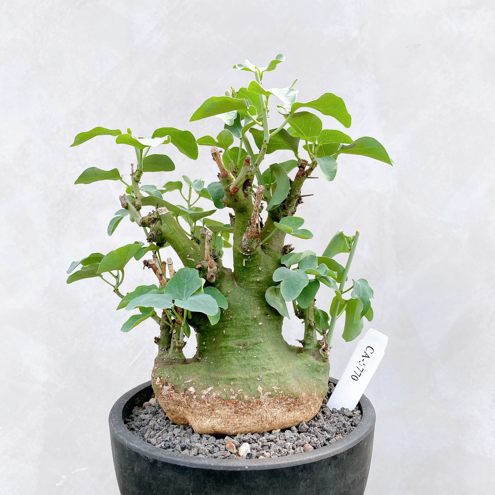 刺腺蔓 Adenia spinosa CA-5770