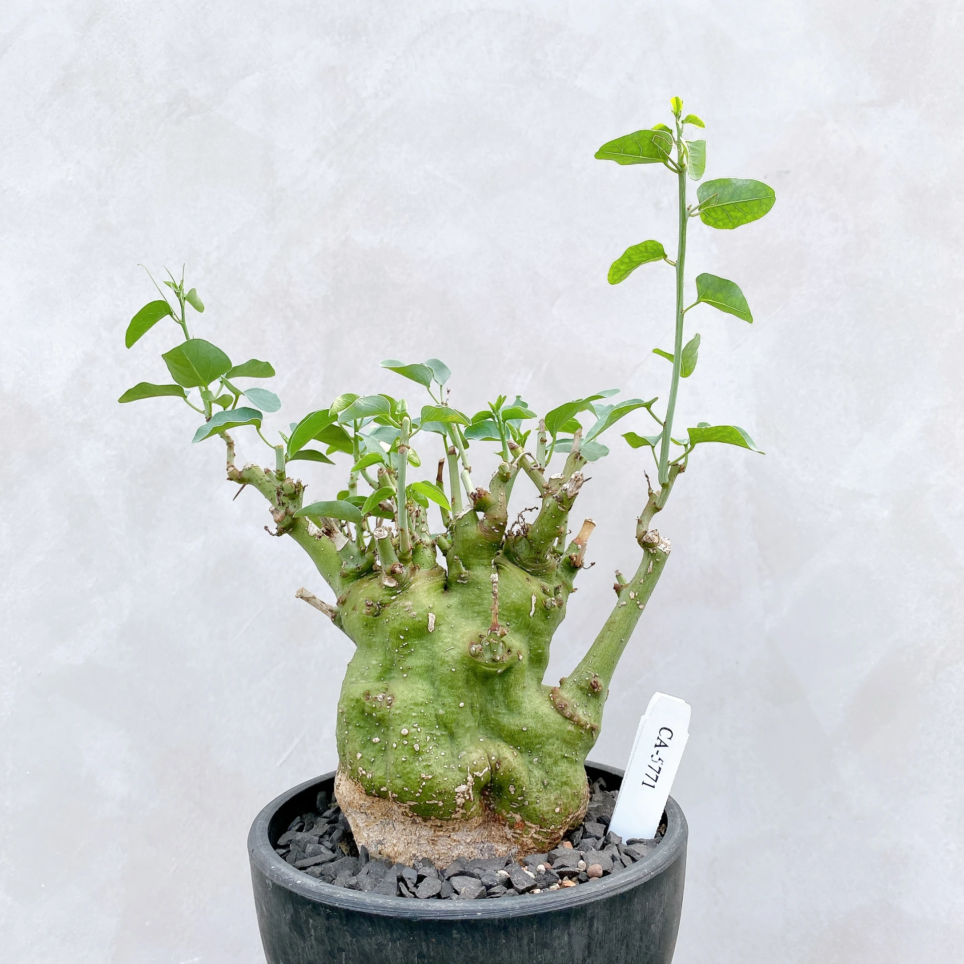 刺腺蔓 Adenia spinosa CA-5771
