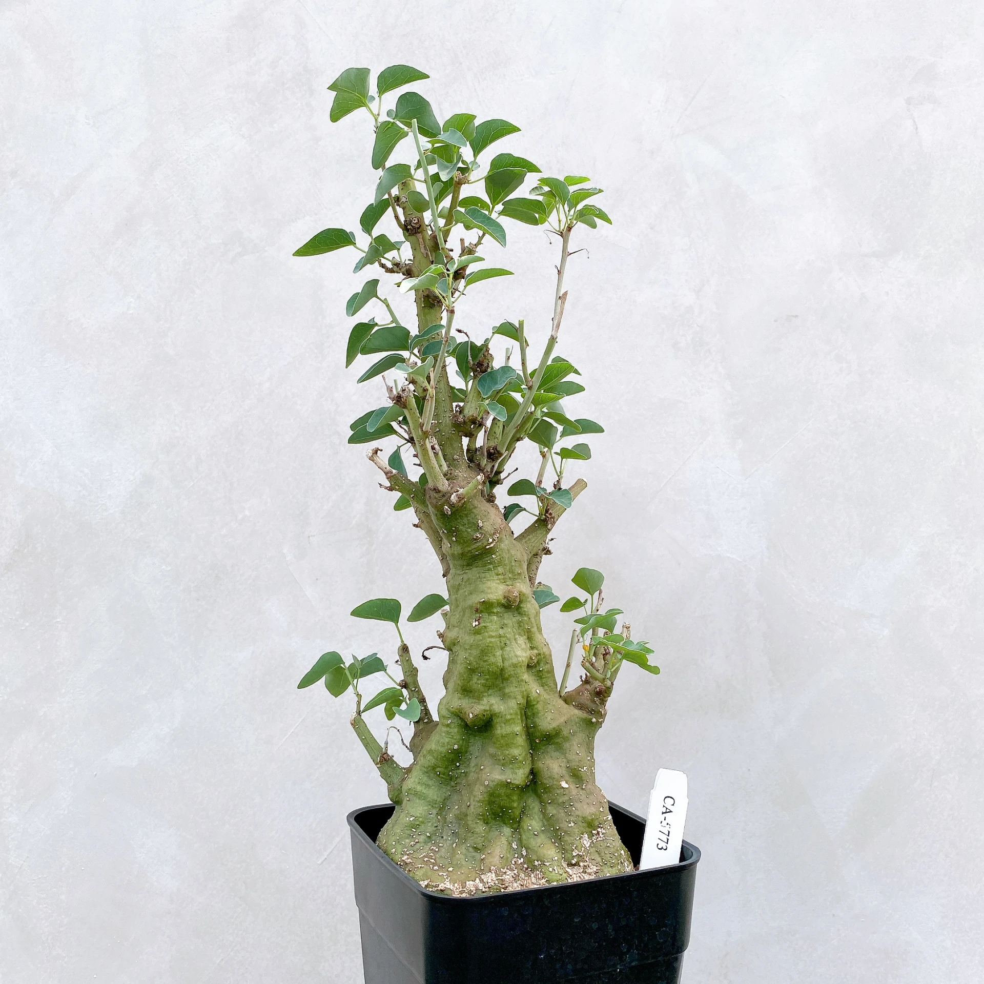 刺腺蔓 Adenia spinosa CA-5773