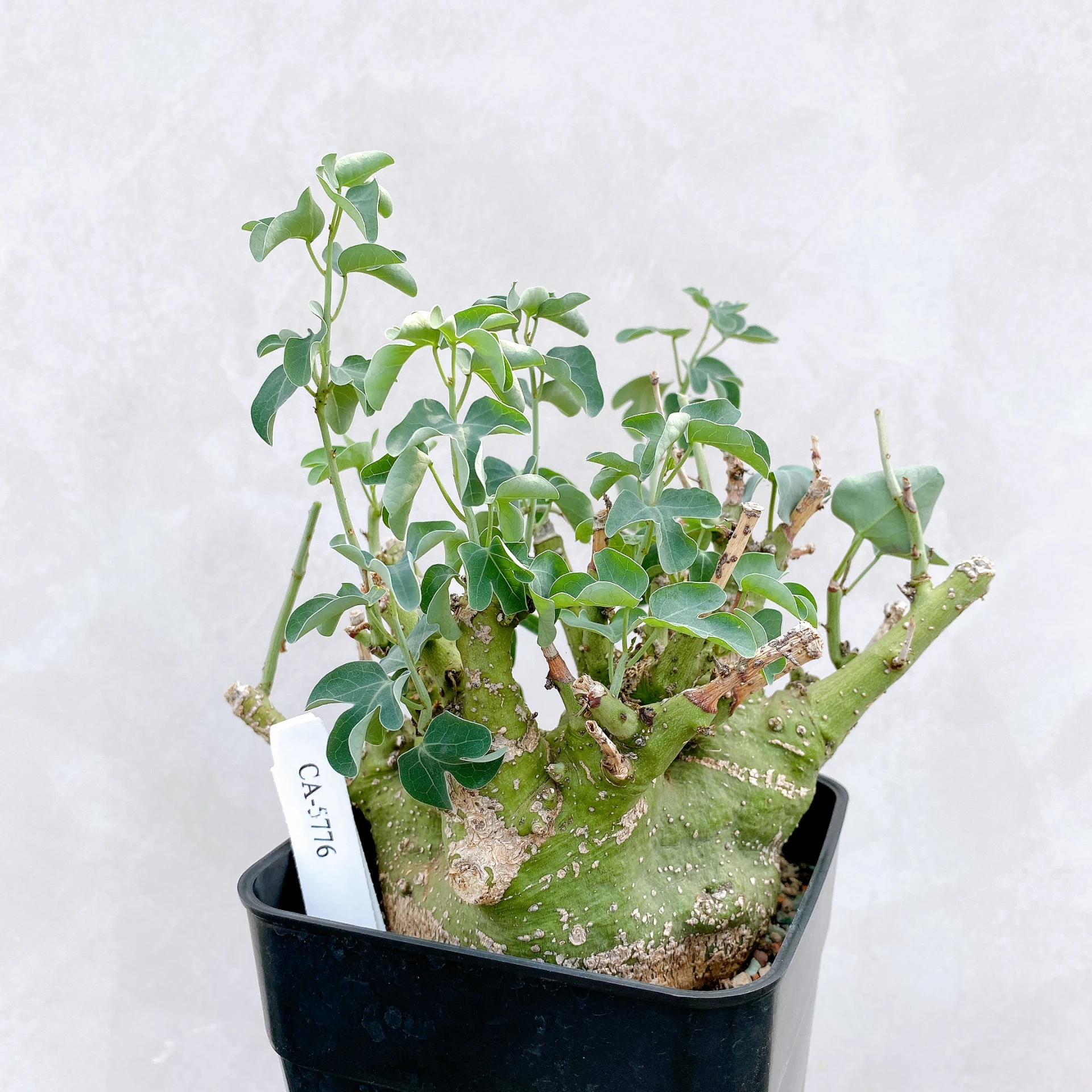 刺腺蔓 Adenia spinosa CA-5776