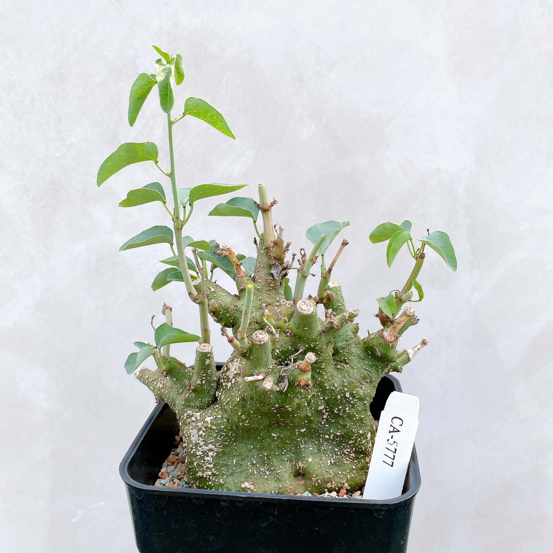 刺腺蔓 Adenia spinosa CA-5777