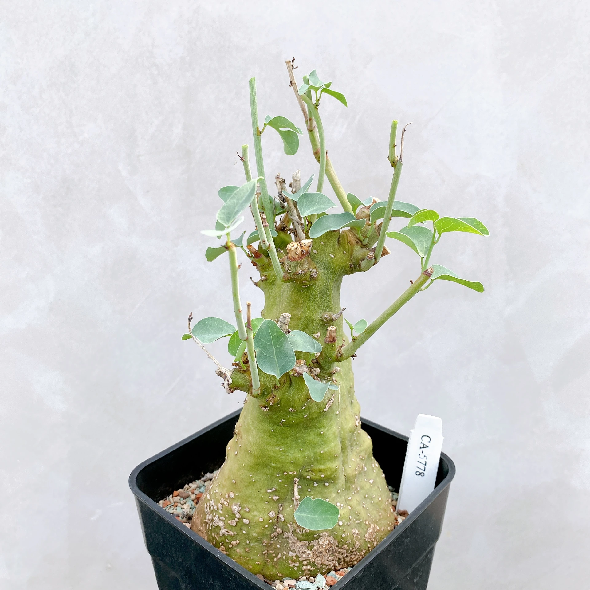 刺腺蔓 Adenia spinosa CA-5778