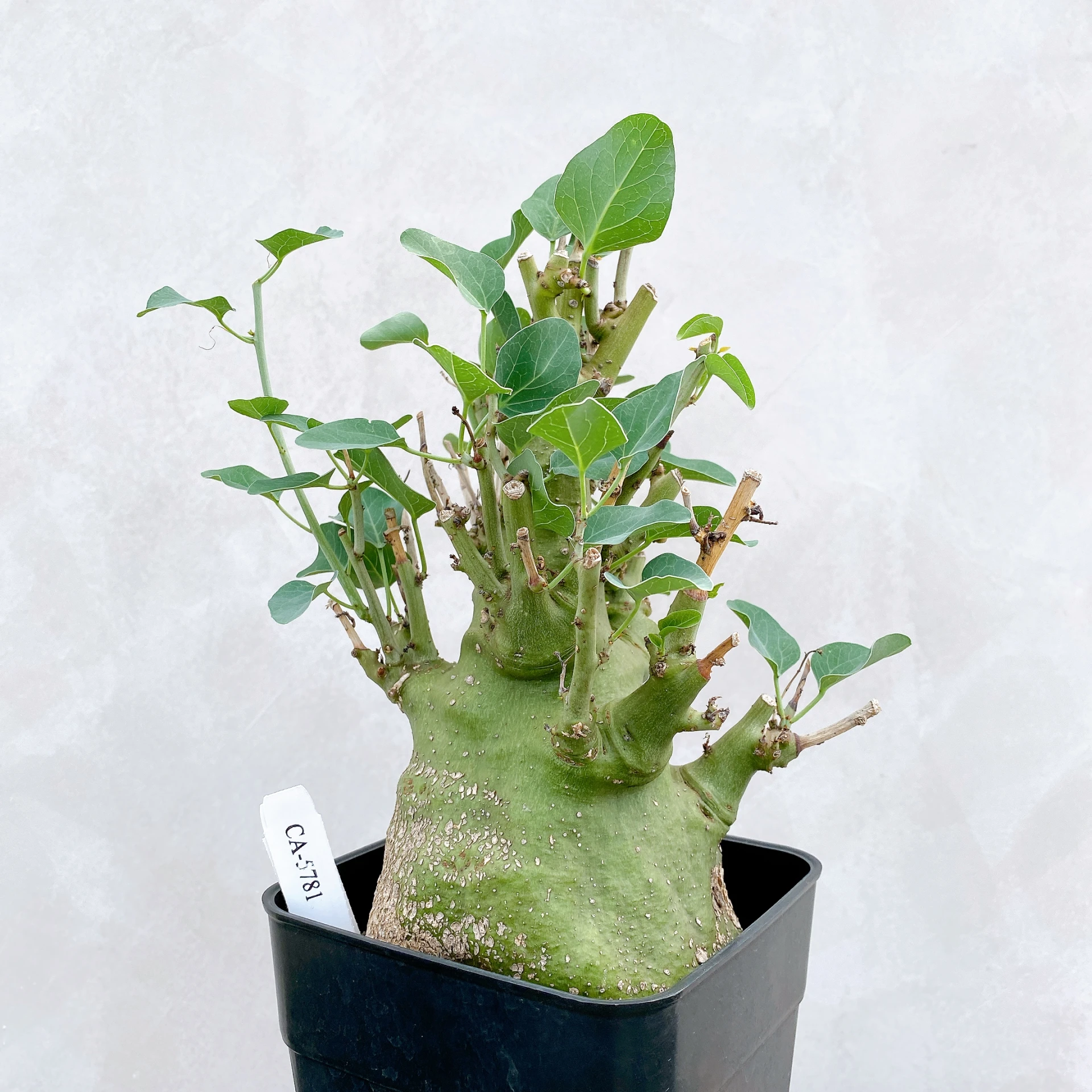 刺腺蔓 Adenia spinosa CA-5781
