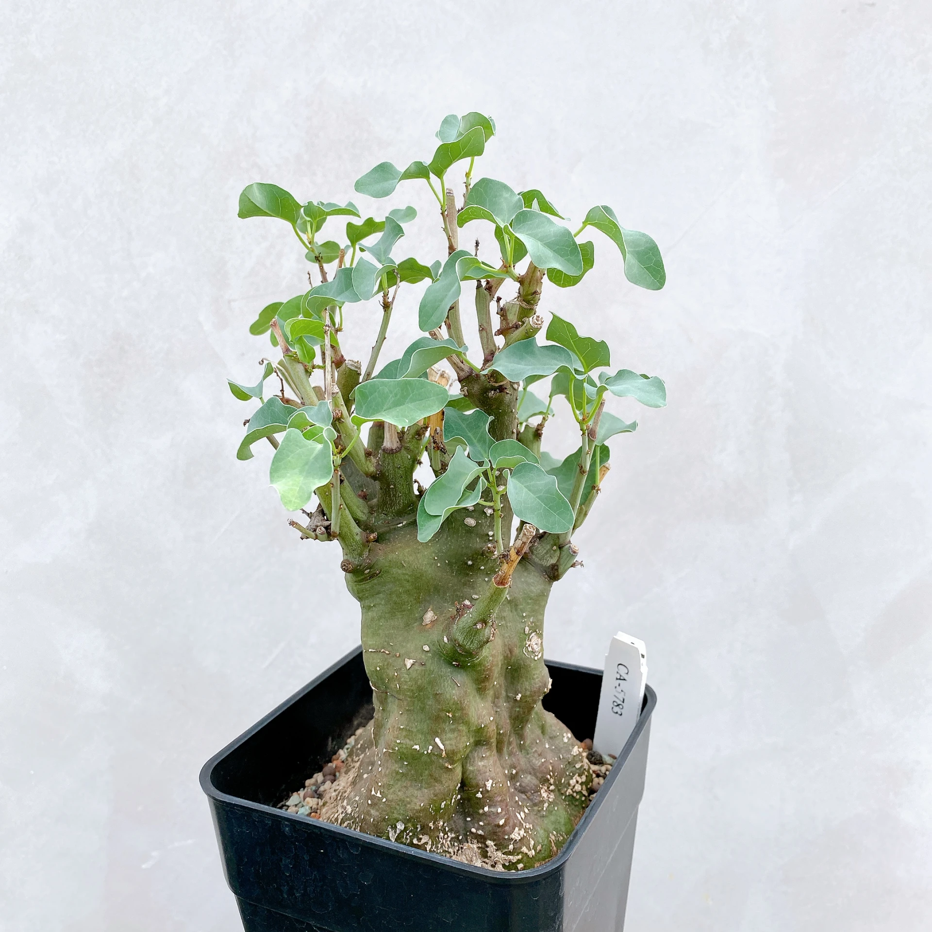 刺腺蔓 Adenia spinosa CA-5783