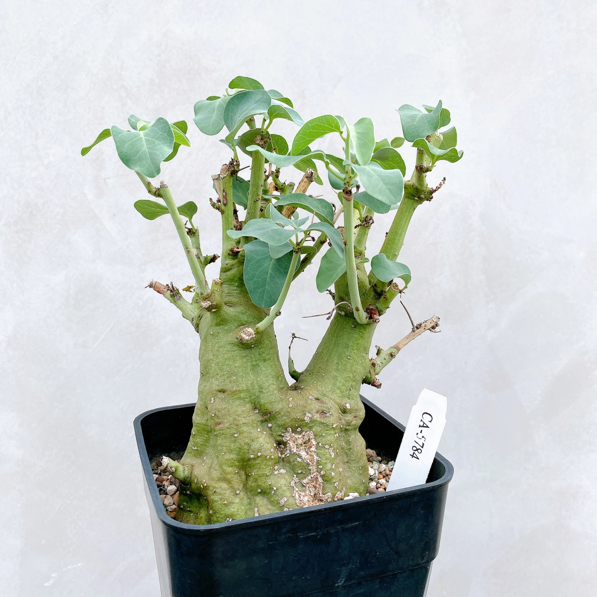 刺腺蔓 Adenia spinosa CA-5784