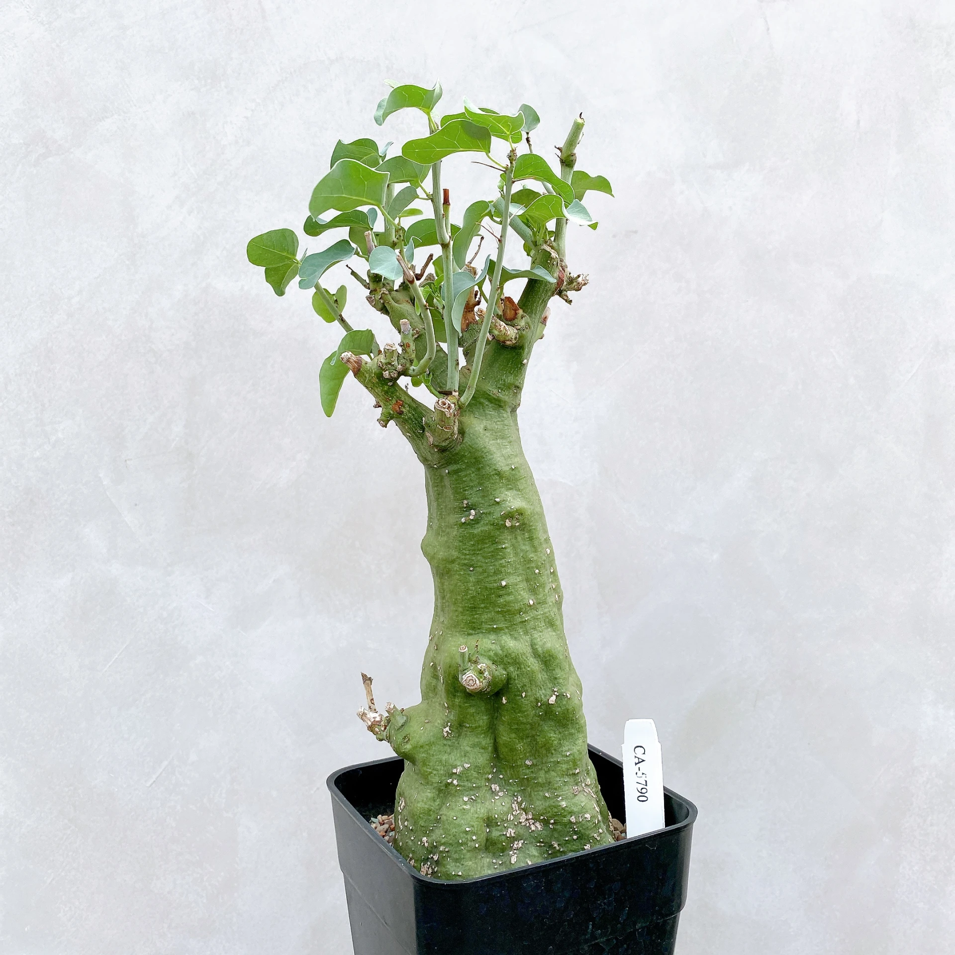 刺腺蔓 Adenia spinosa CA-5790