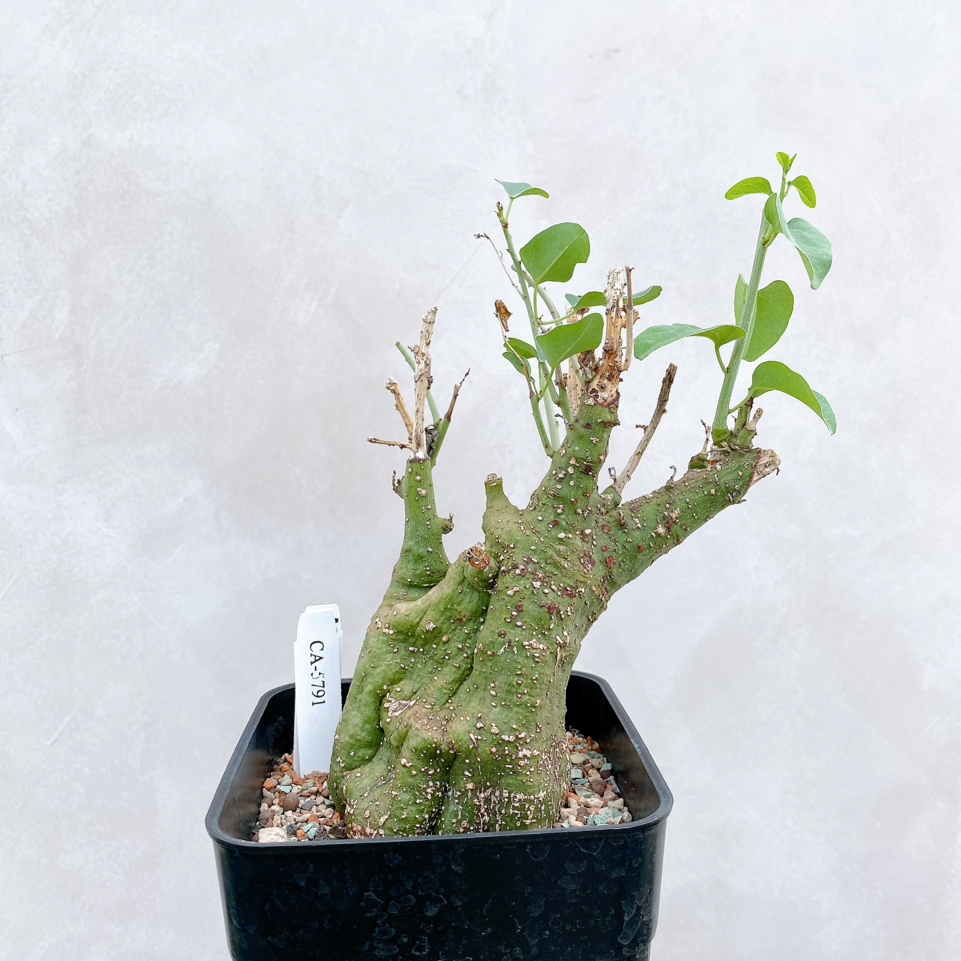 刺腺蔓 Adenia spinosa CA-5791