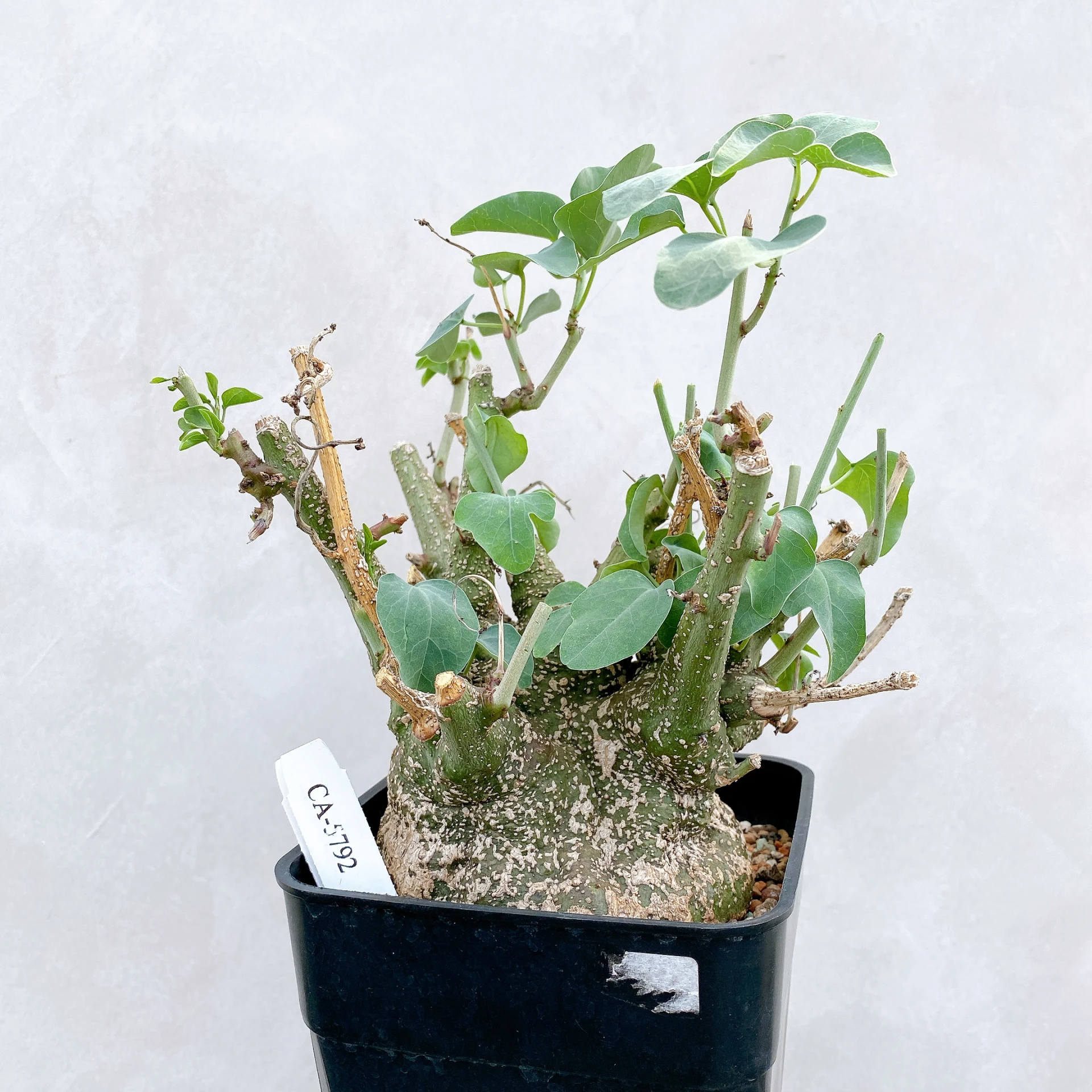 刺腺蔓 Adenia spinosa CA-5792